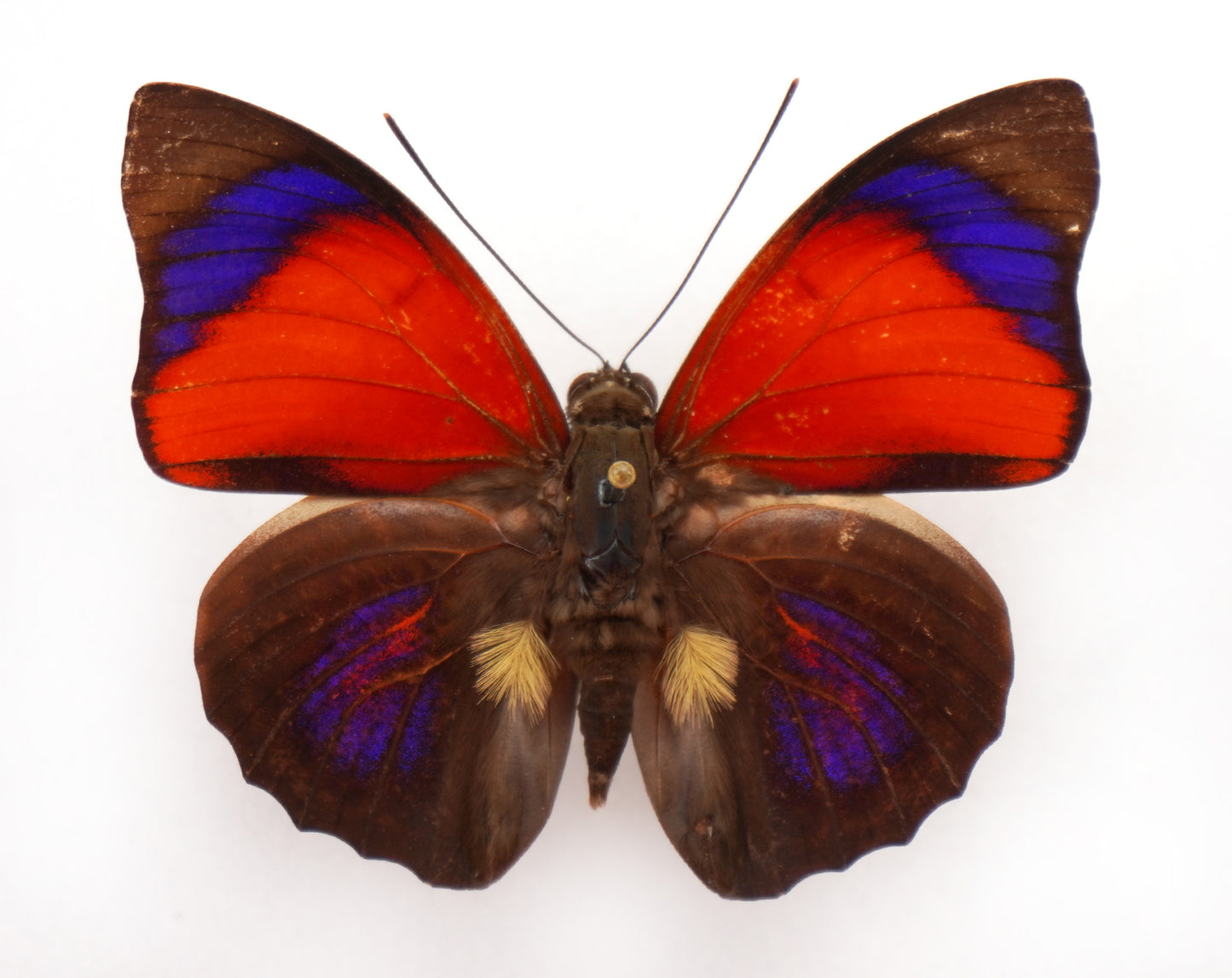 Agrias sahlkei sahlkei ♂ f. aymesi (Brazil)