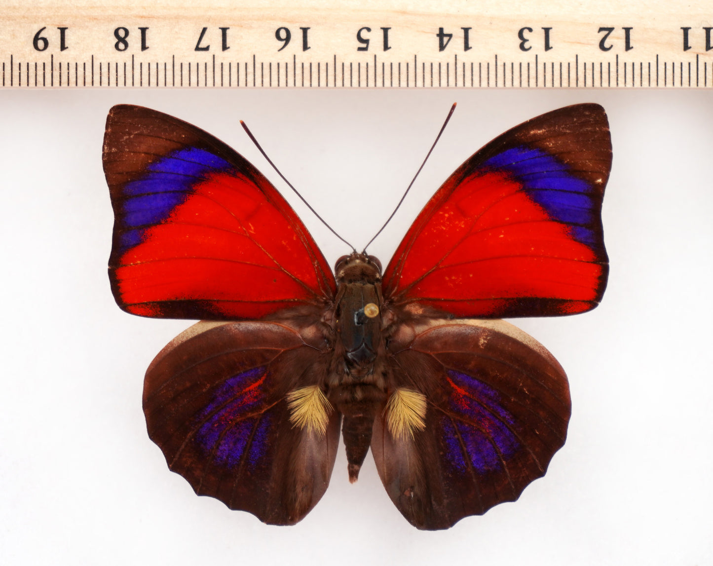 Agrias sahlkei sahlkei ♂ f. aymesi (Brazil)