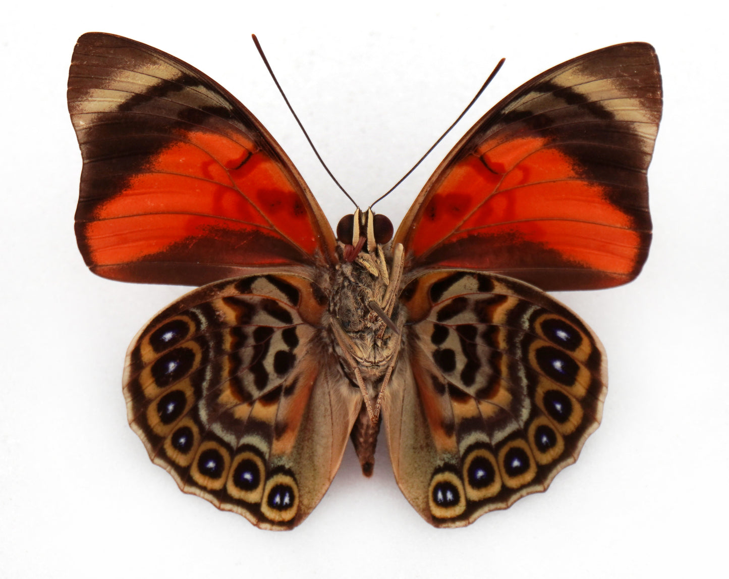 Agrias sahlkei sahlkei ♂ f. aymesi (Brazil)