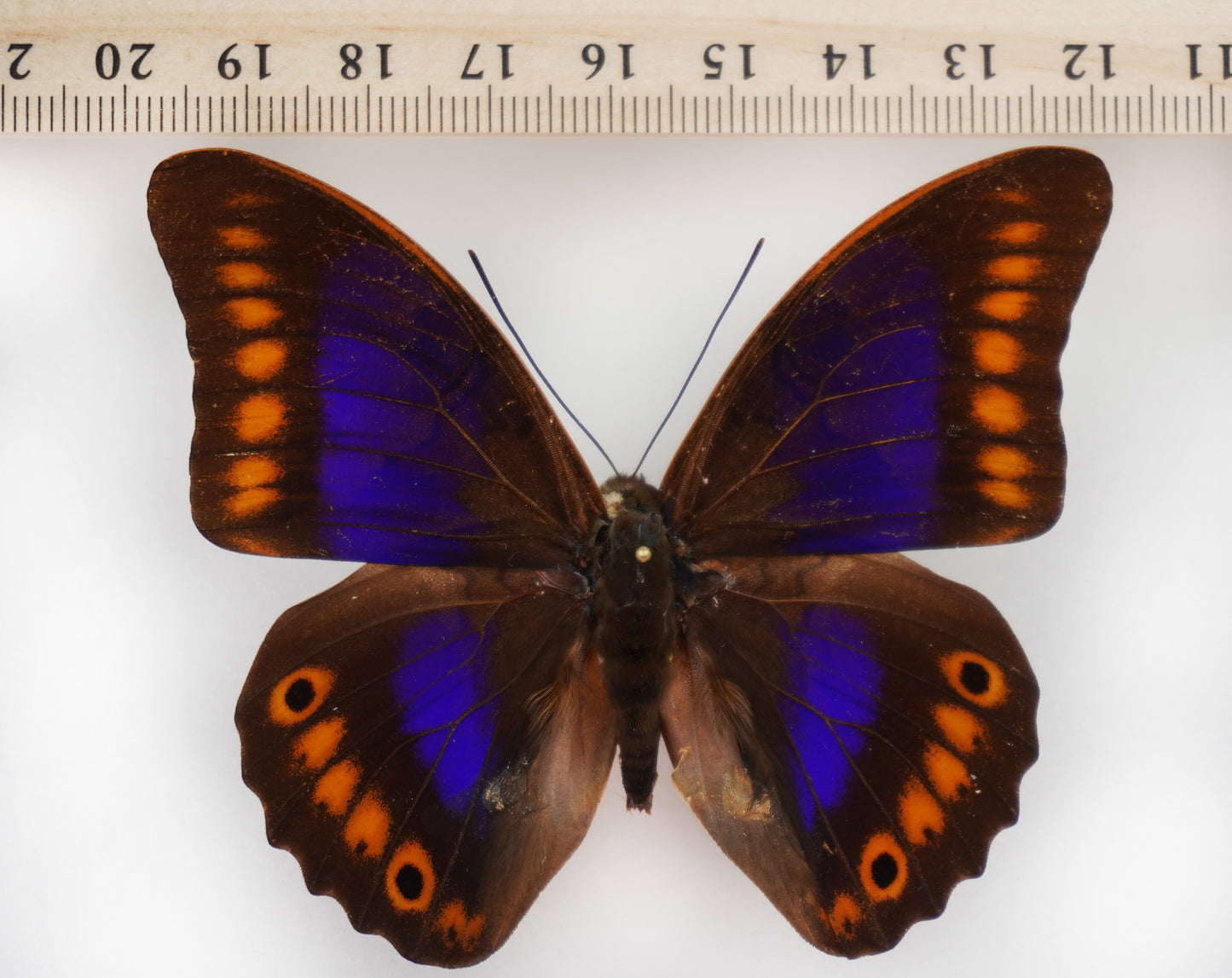 prepona xenagoras ♂ (Bolivia)