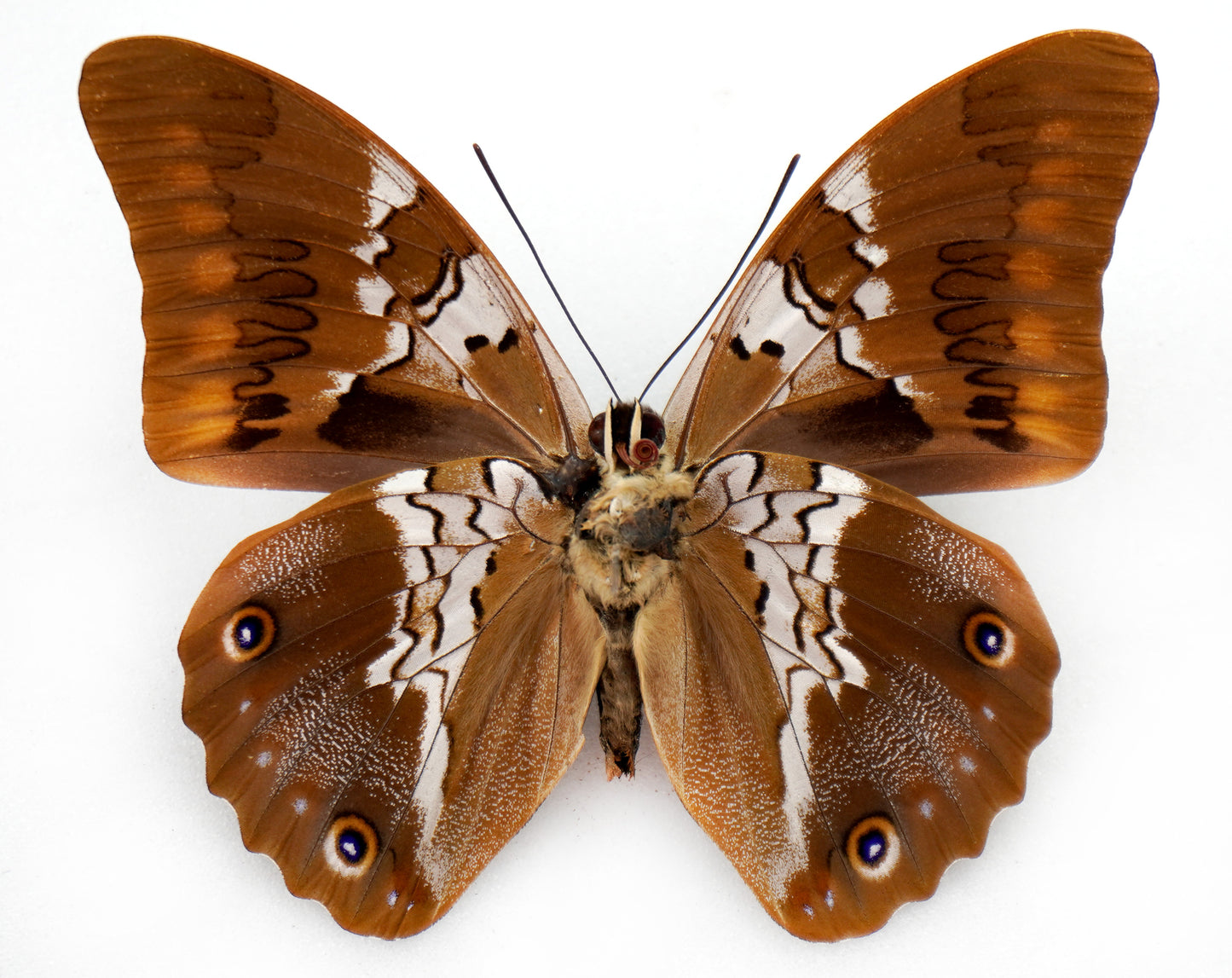 prepona xenagoras ♂ (Bolivia)