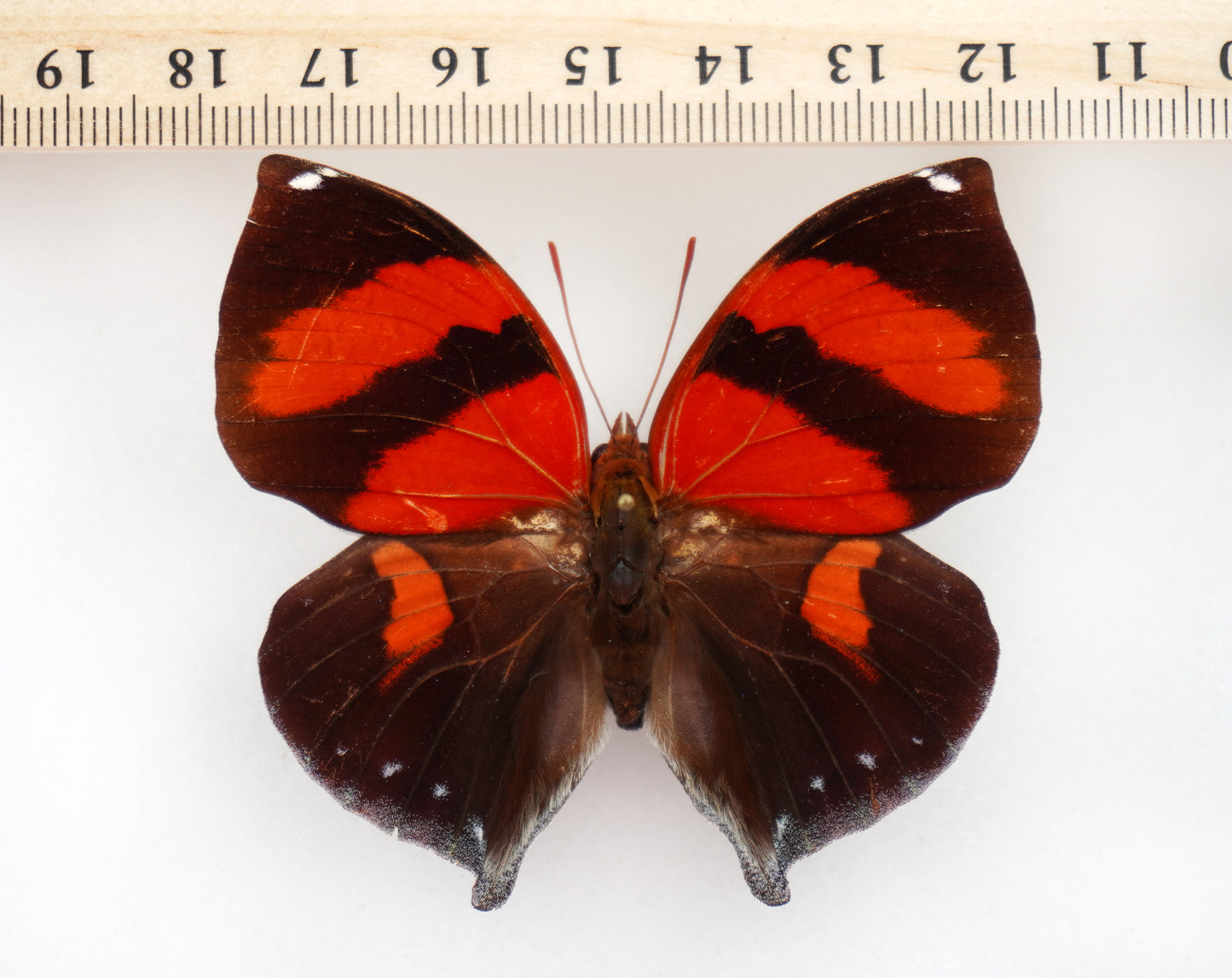Siderone galanthis thebais ♂ (Peru)