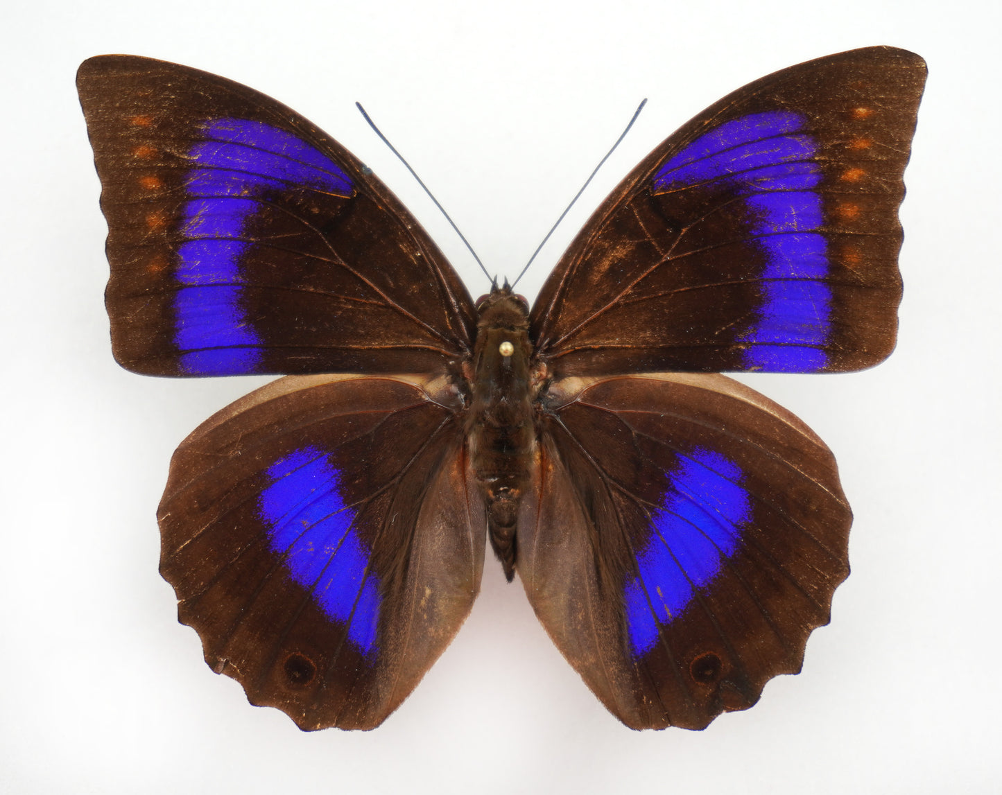 Prepona werneri ♀ (Western Ecuador)