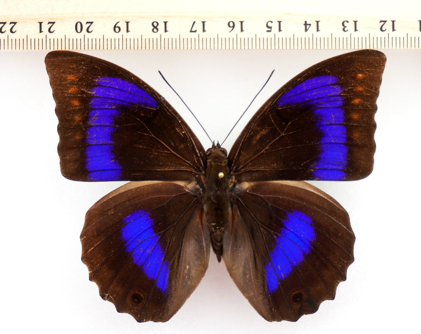 Prepona werneri ♀ (Western Ecuador)