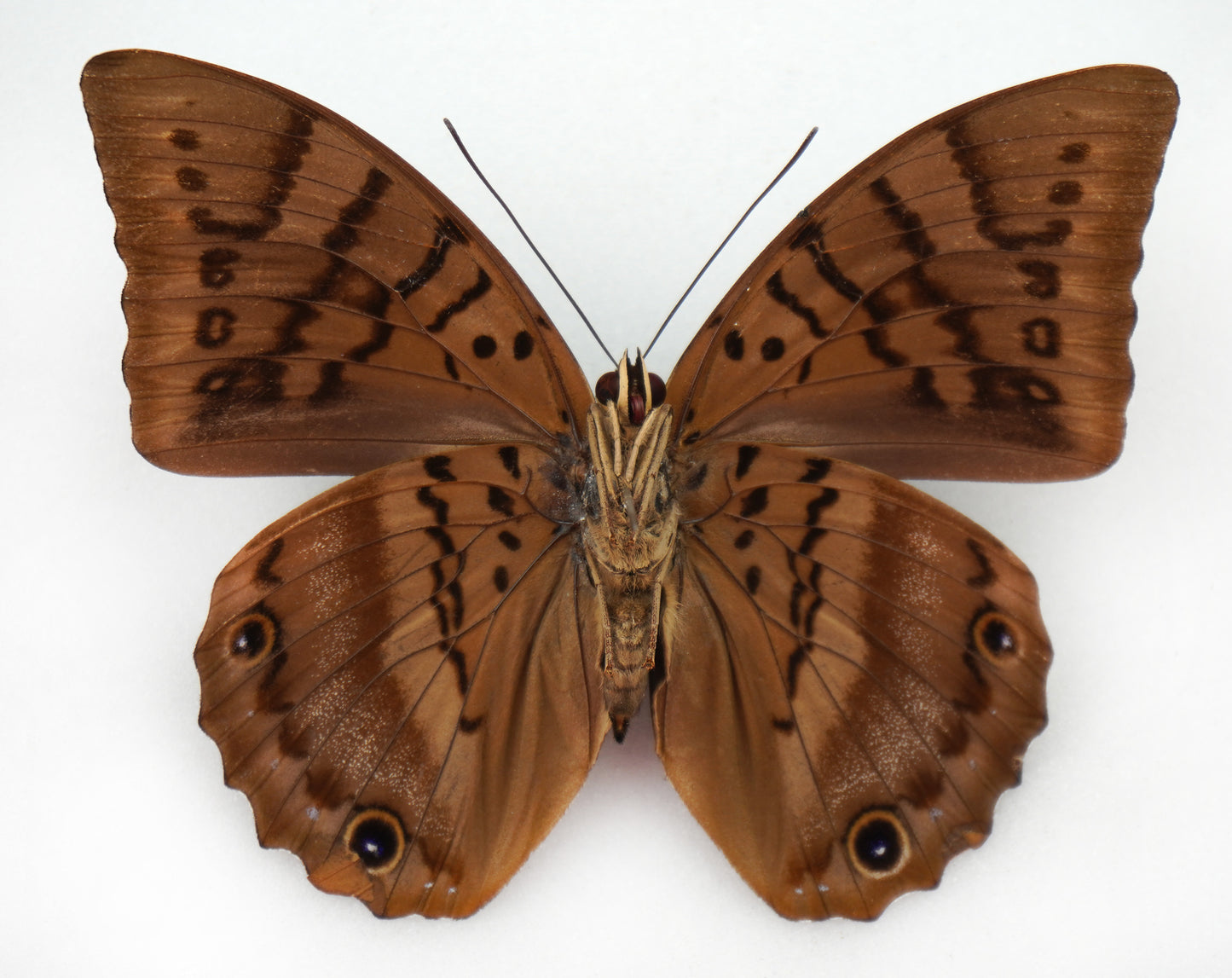 Prepona werneri ♀ (Western Ecuador)