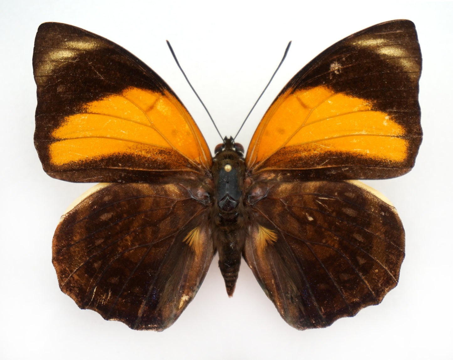 Agrias amydon boliviensis ♂ (Bolivia)