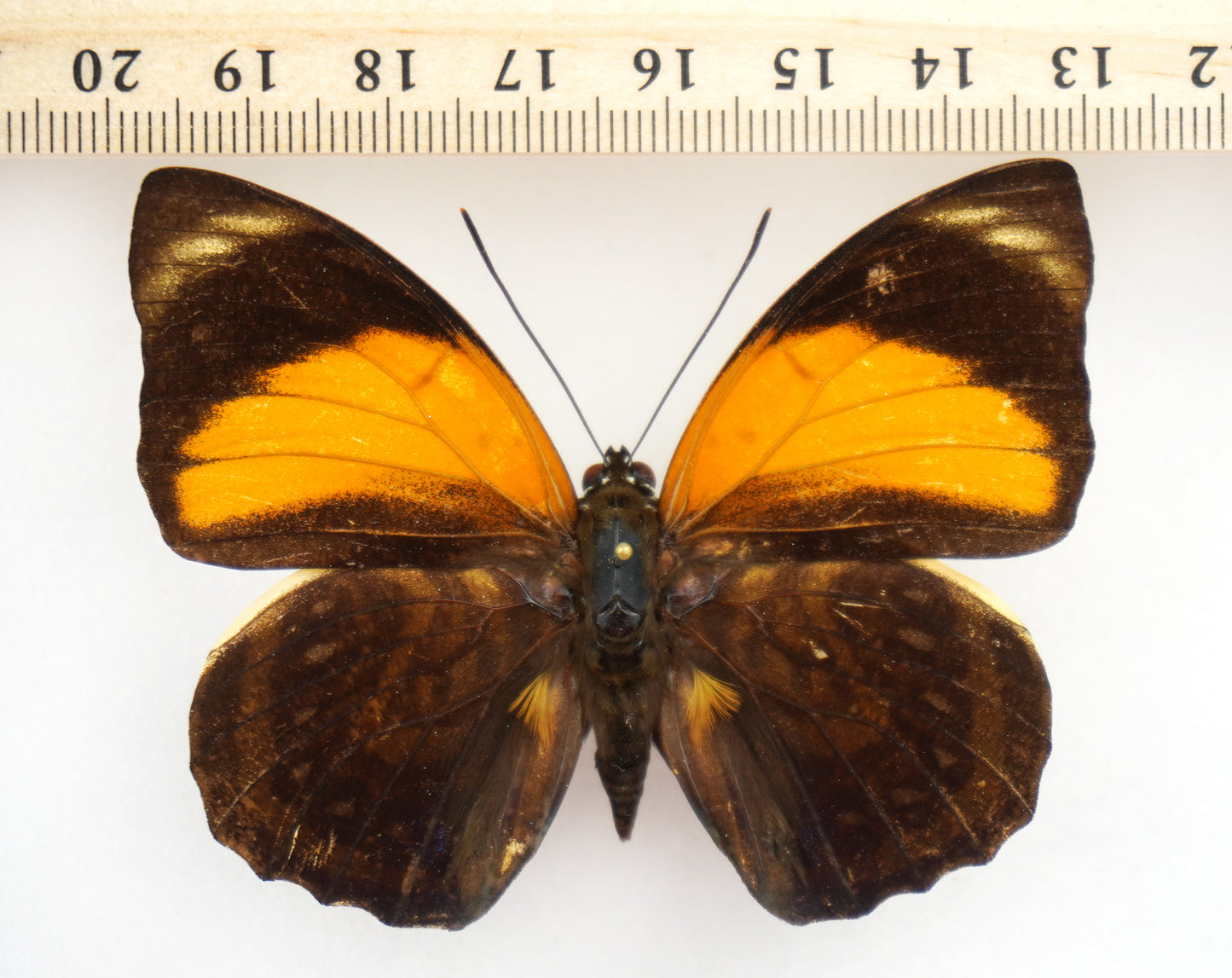 Agrias amydon boliviensis ♂ (Bolivia)
