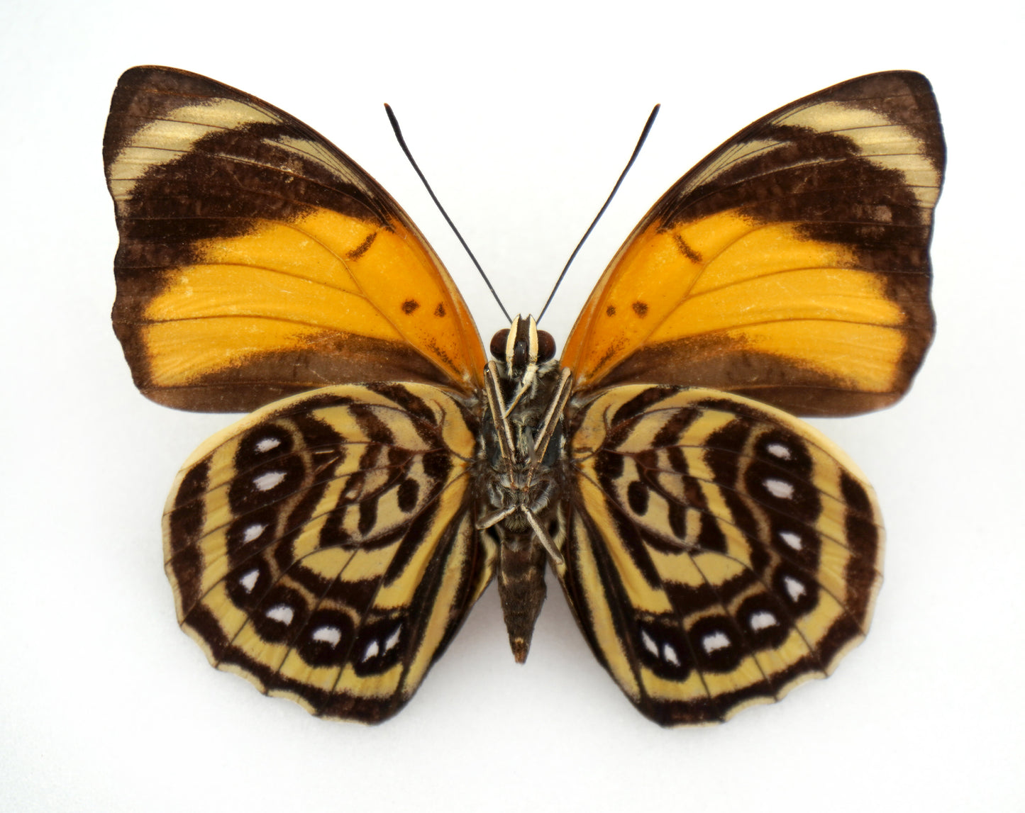 Agrias amydon boliviensis ♂ (Bolivia)