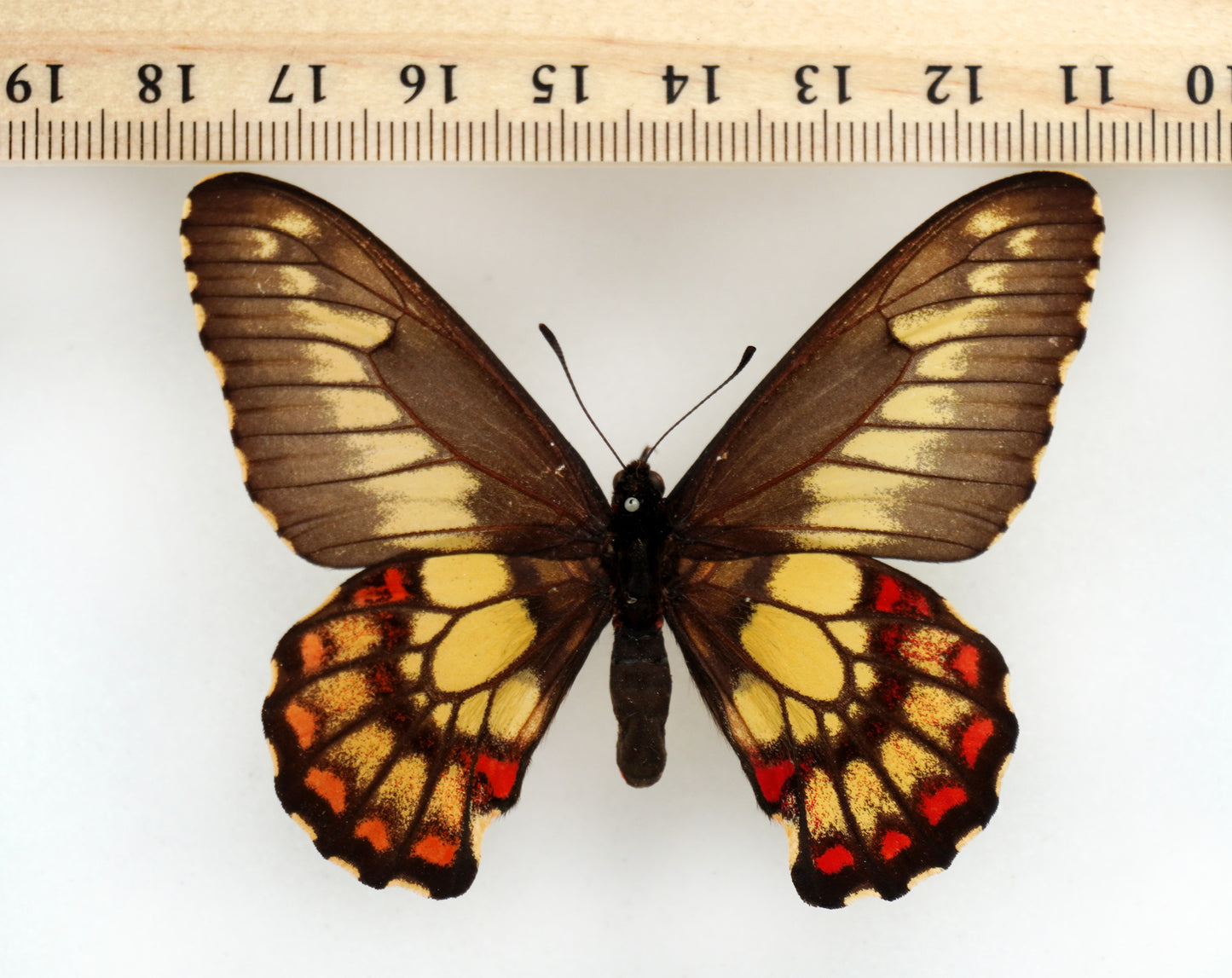 Euryades corethrus ♂ bicolor (Argentina)