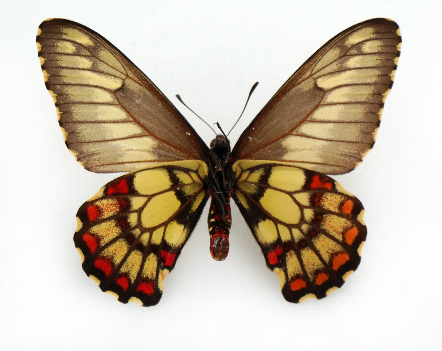 Euryades corethrus ♂ bicolor (Argentina)