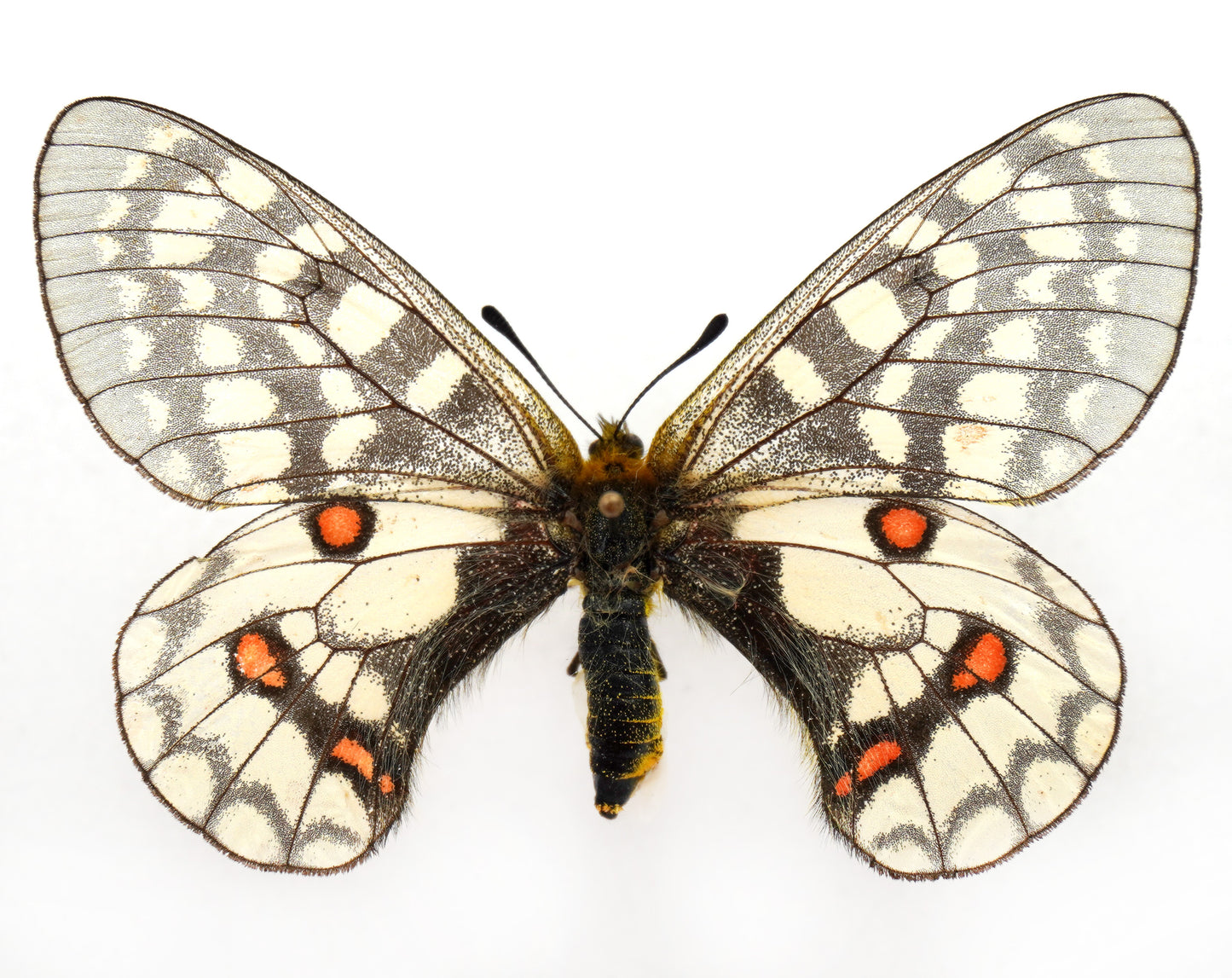 Parnassius eversmanni eversmanni ♀ (Buryatia)