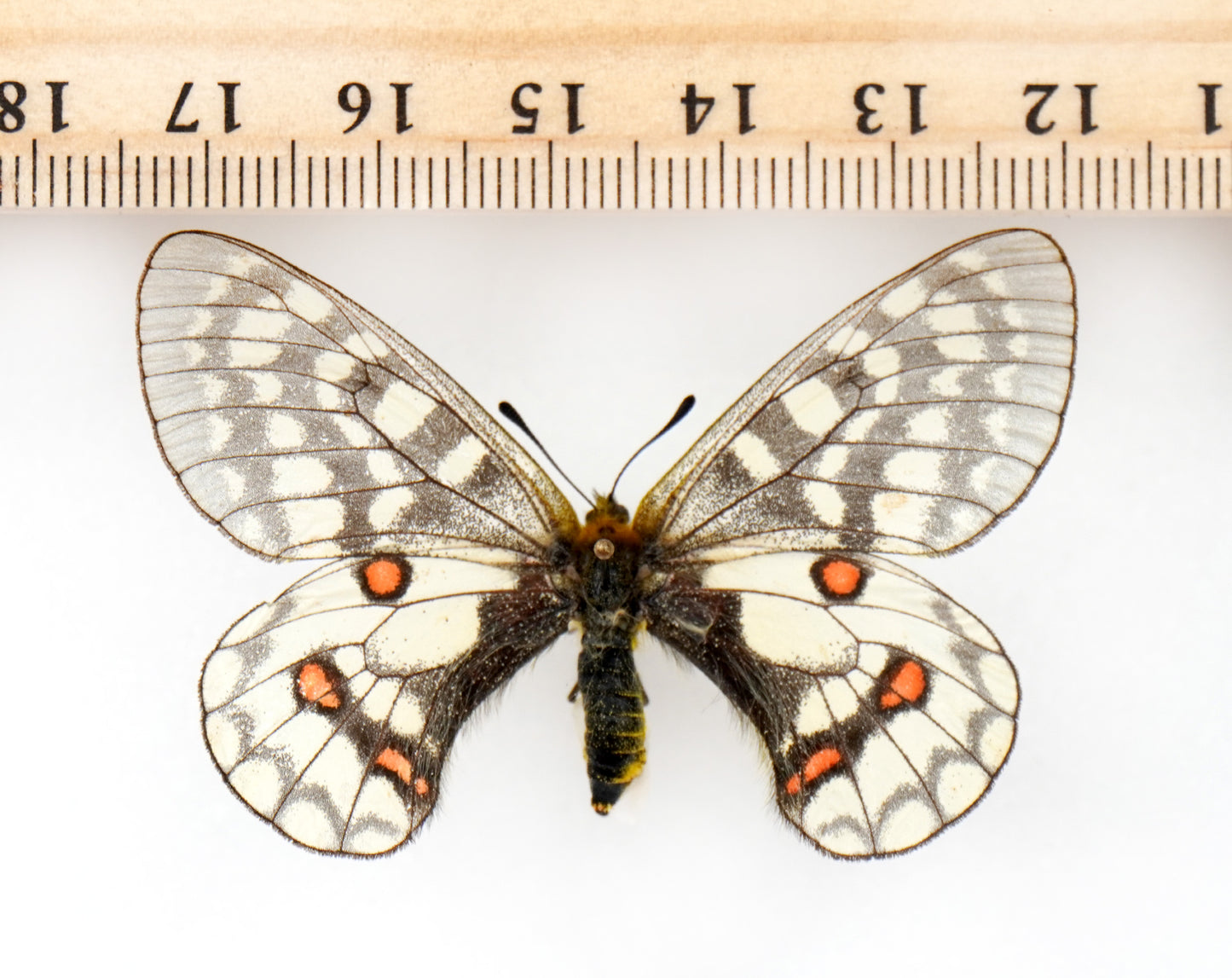 Parnassius eversmanni eversmanni ♀ (Buryatia)