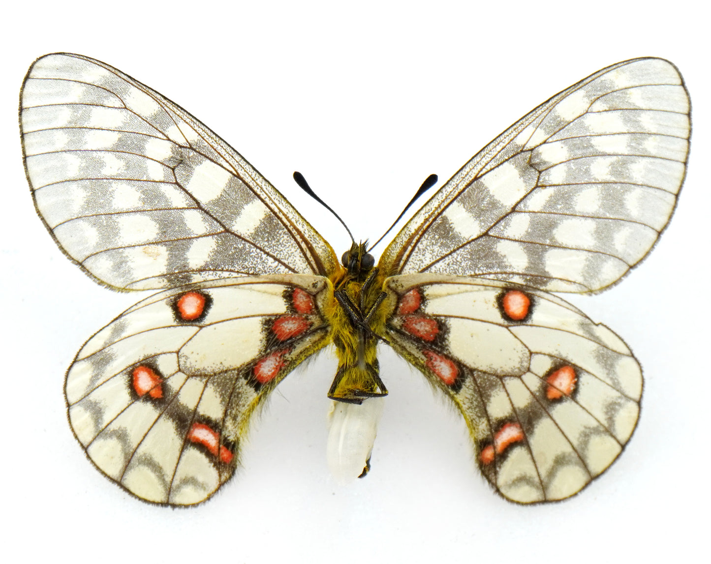 Parnassius eversmanni eversmanni ♀ (Buryatia)