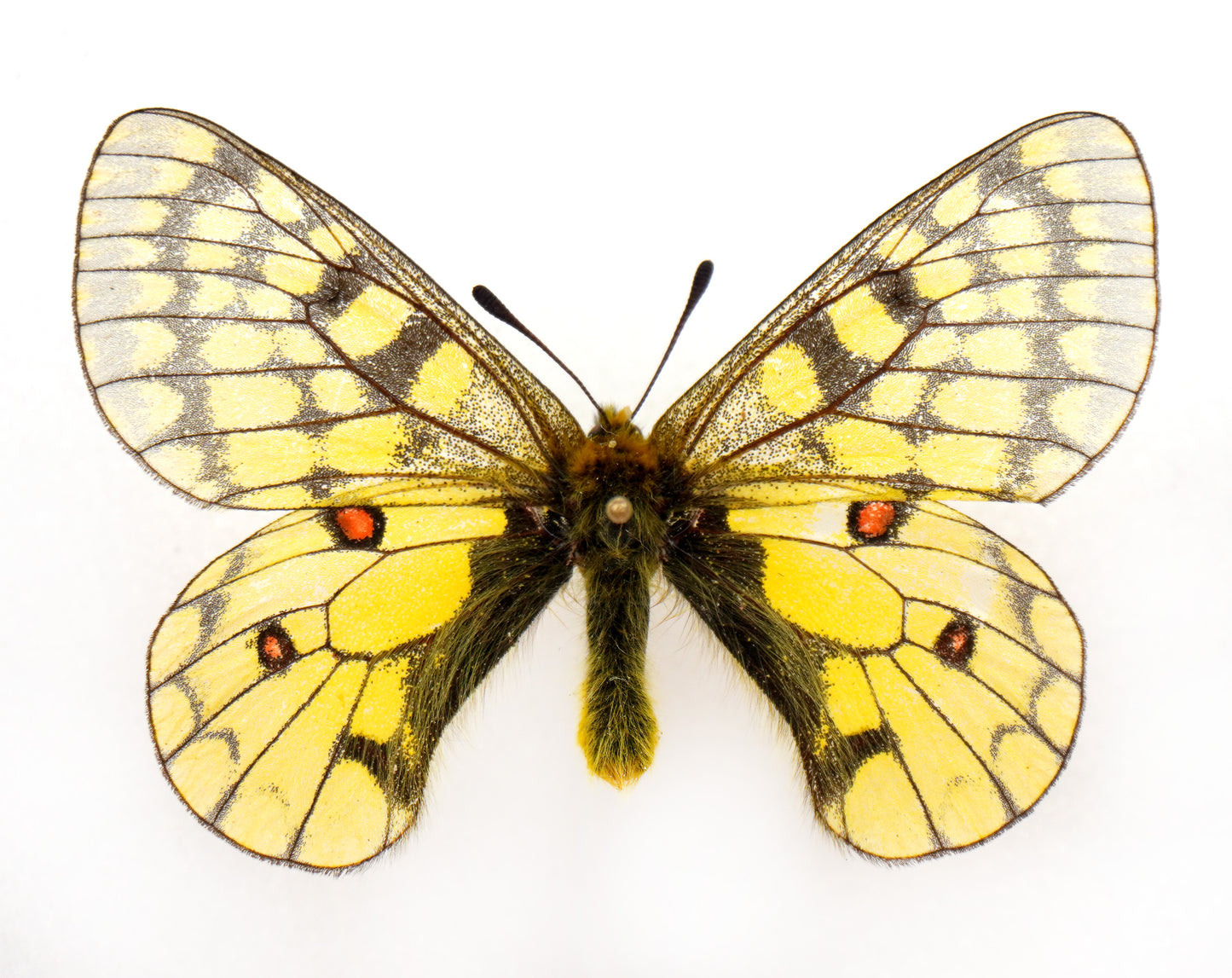 Parnassius eversmanni altaicus ♂ (Altai)