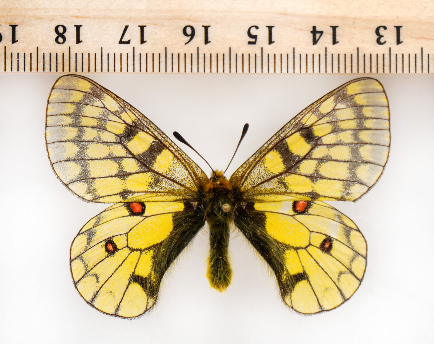 Parnassius eversmanni altaicus ♂ (Altai)