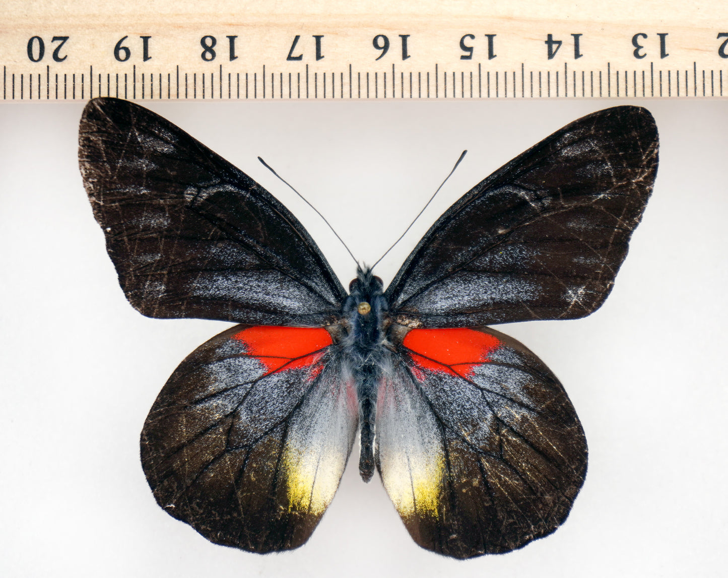 Delias ninus shoujii ♂ (Kalimantan)