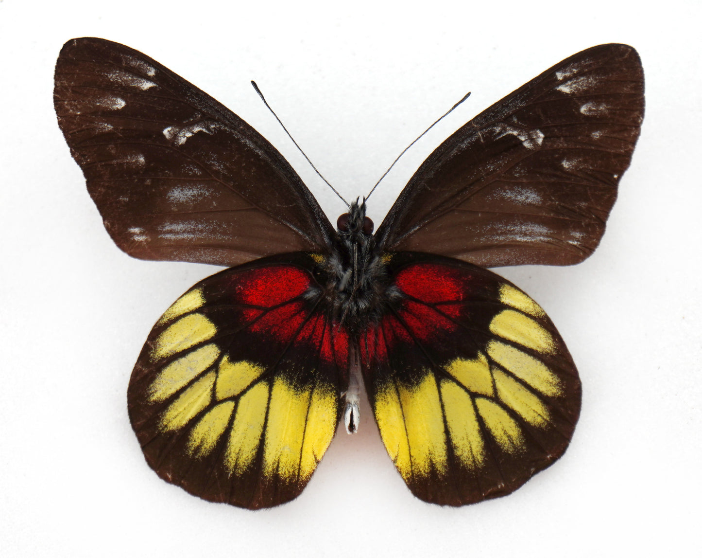 Delias ninus shoujii ♂ (Kalimantan)