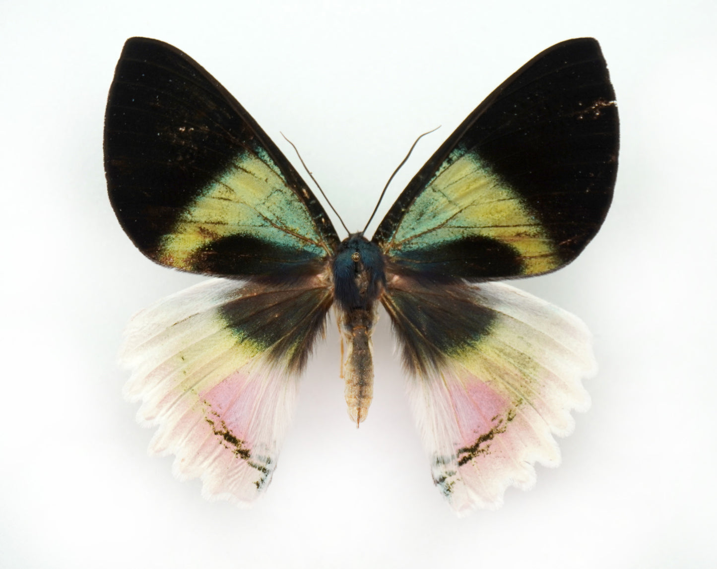Alcides aurora (New Britain)