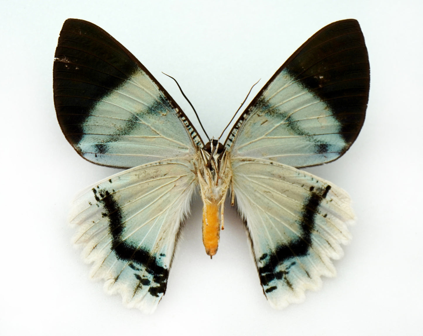 Alcides aurora (New Britain)