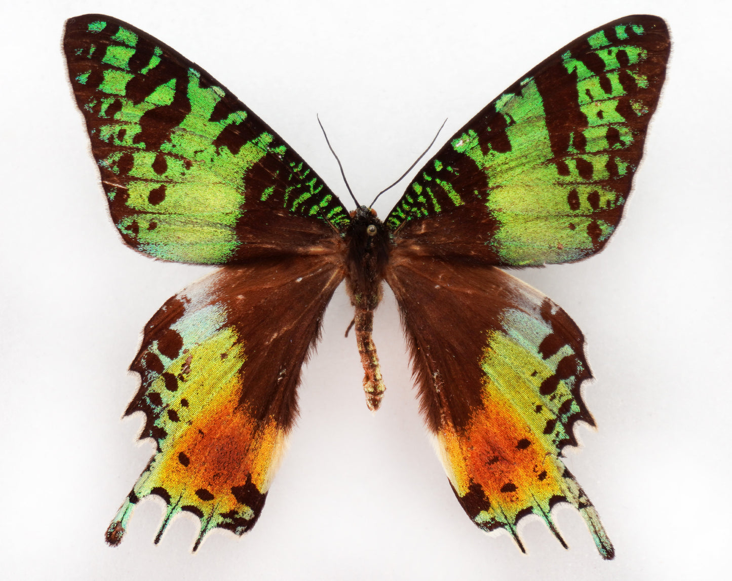 Urania ripheus (Madagascar) aberration