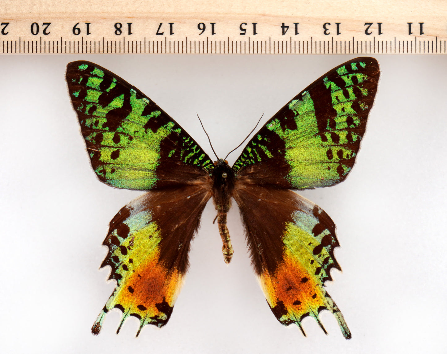 Urania ripheus (Madagascar) aberration