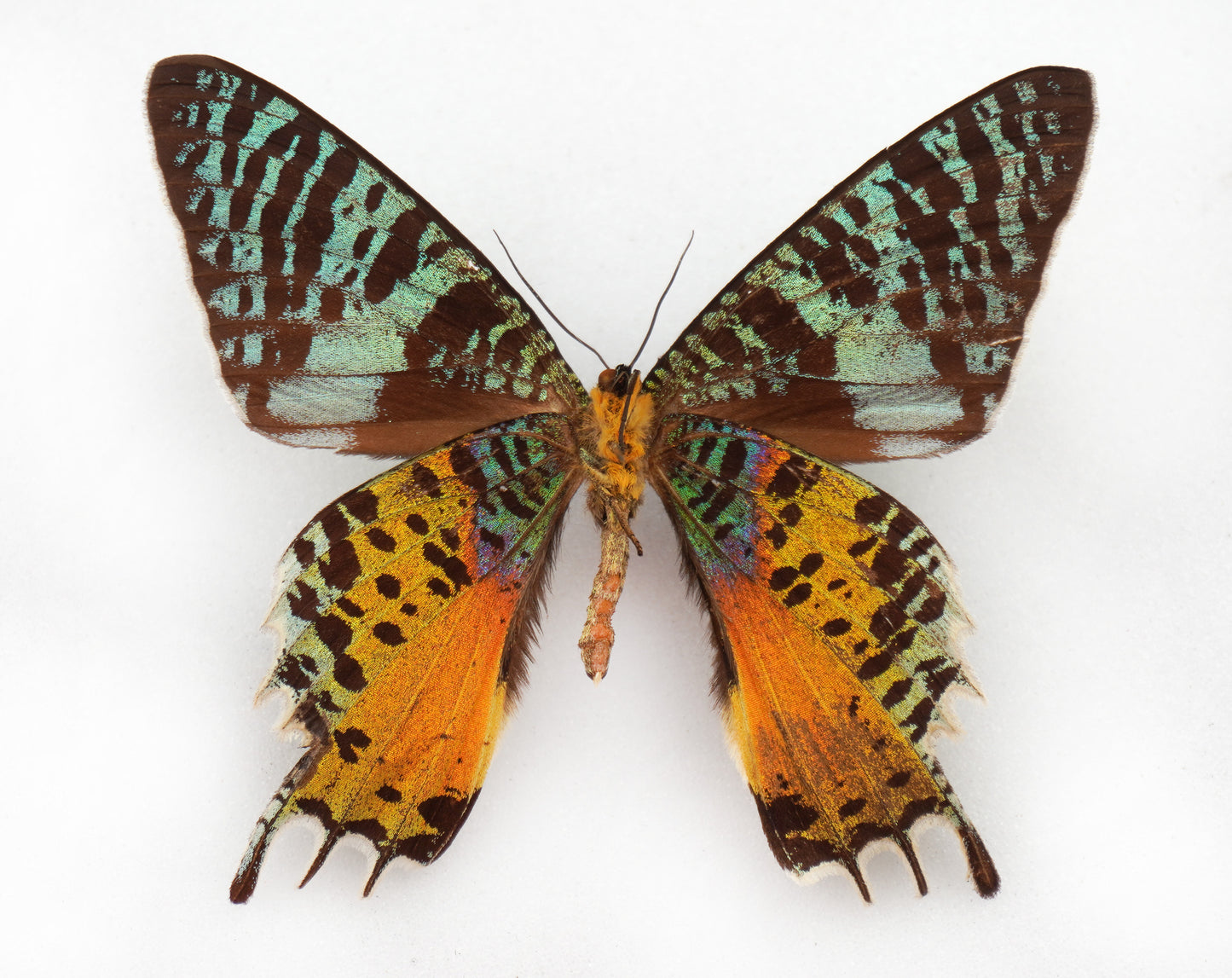 Urania ripheus (Madagascar) aberration
