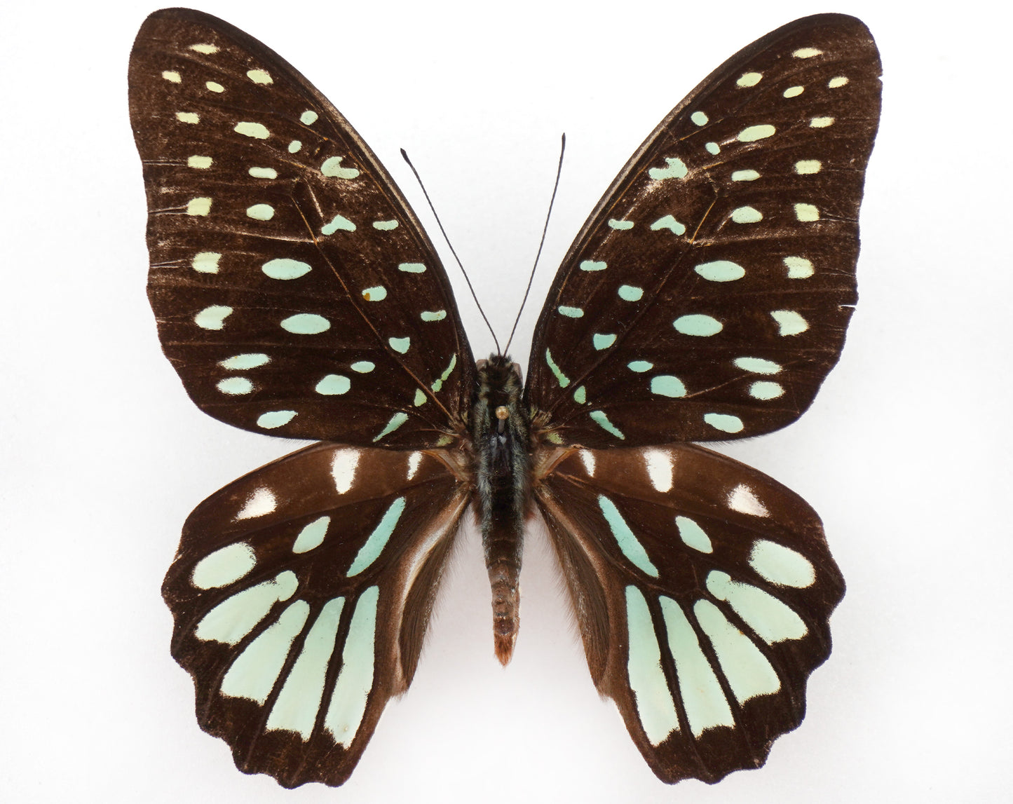 Graphium meeki inexpectatum ♀ (Bougainville)