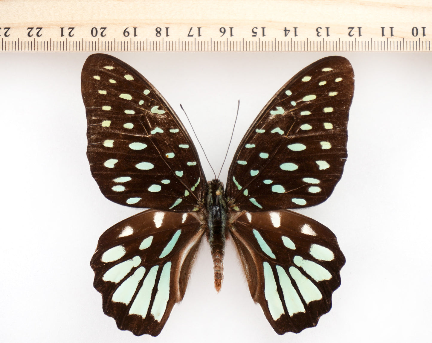 Graphium meeki inexpectatum ♀ (Bougainville)
