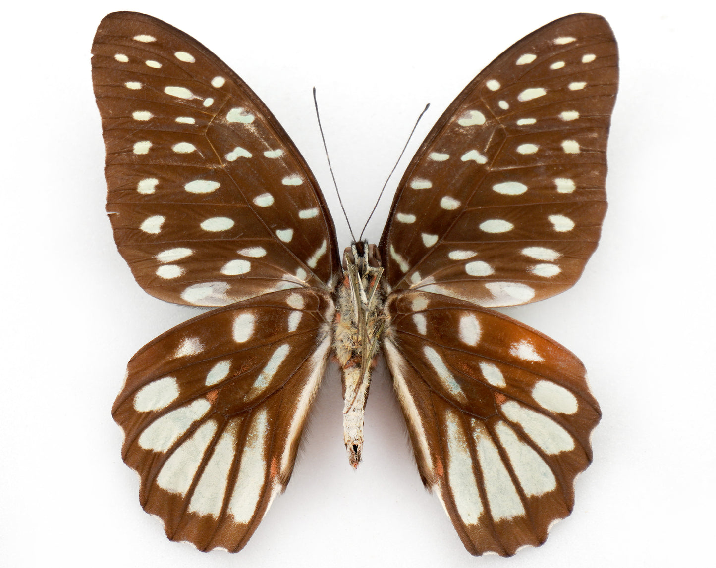 Graphium meeki inexpectatum ♀ (Bougainville)
