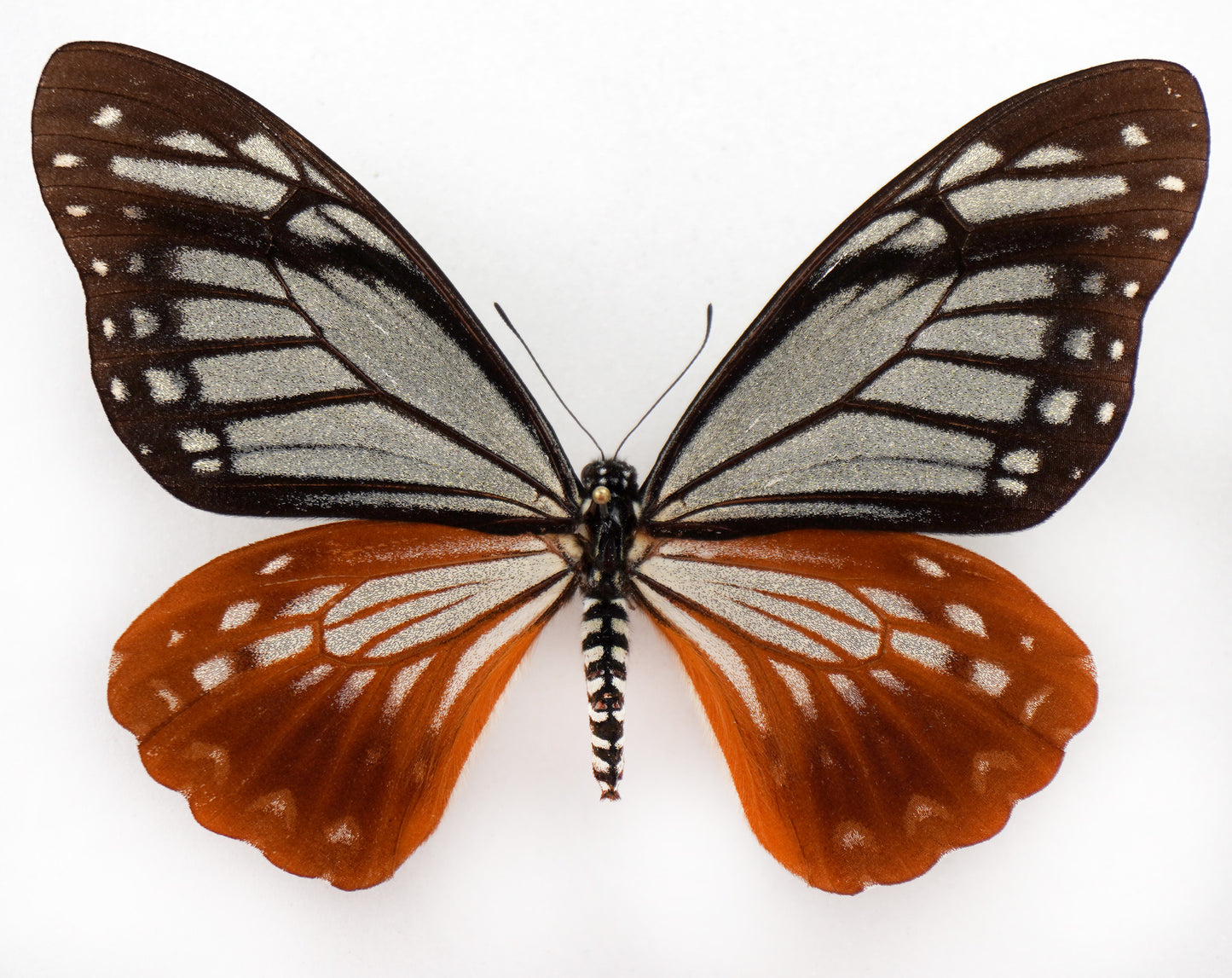 Chilasa agestor agestor ♀ (Malaysia) Superb