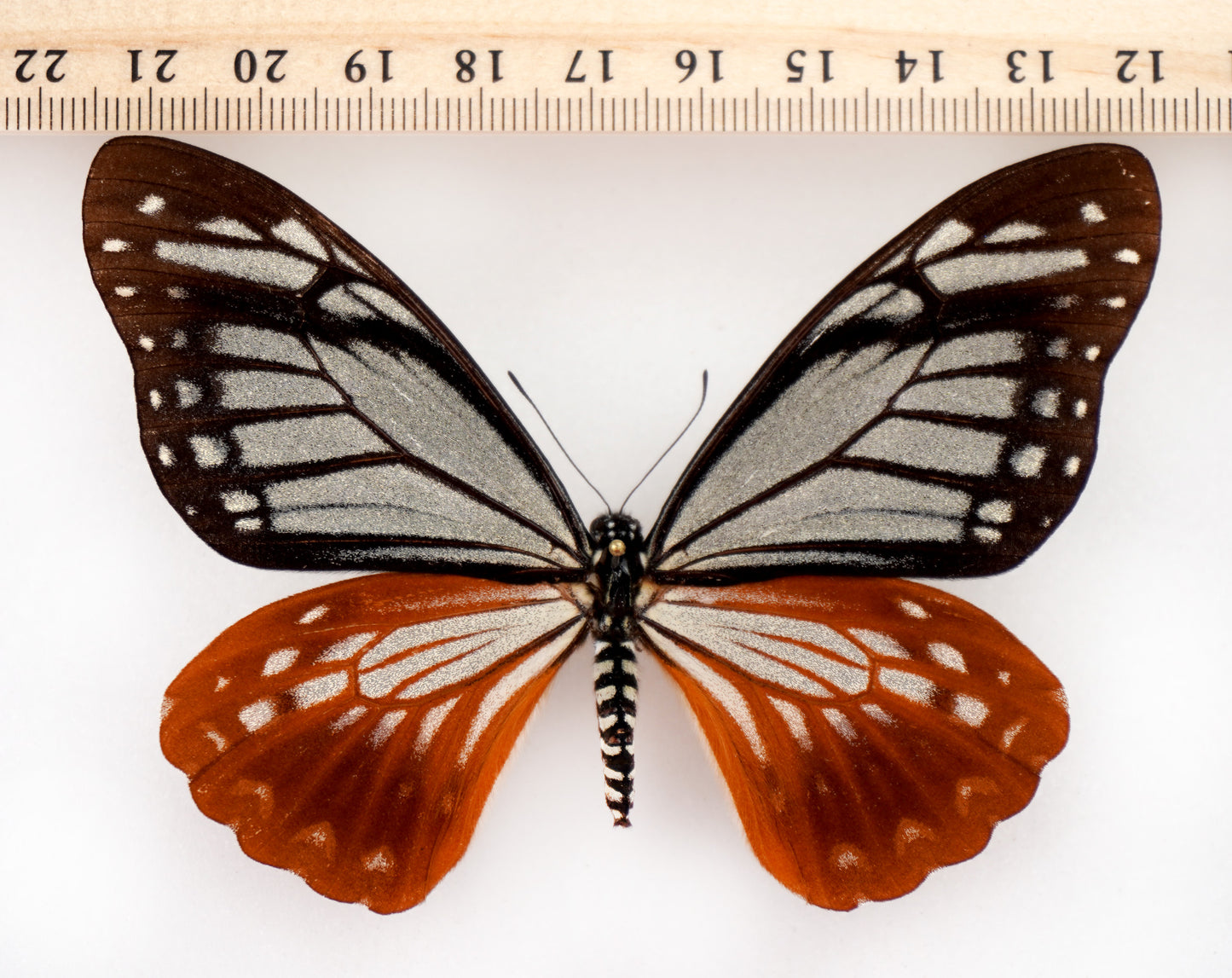 Chilasa agestor agestor ♀ (Malaysia) Superb