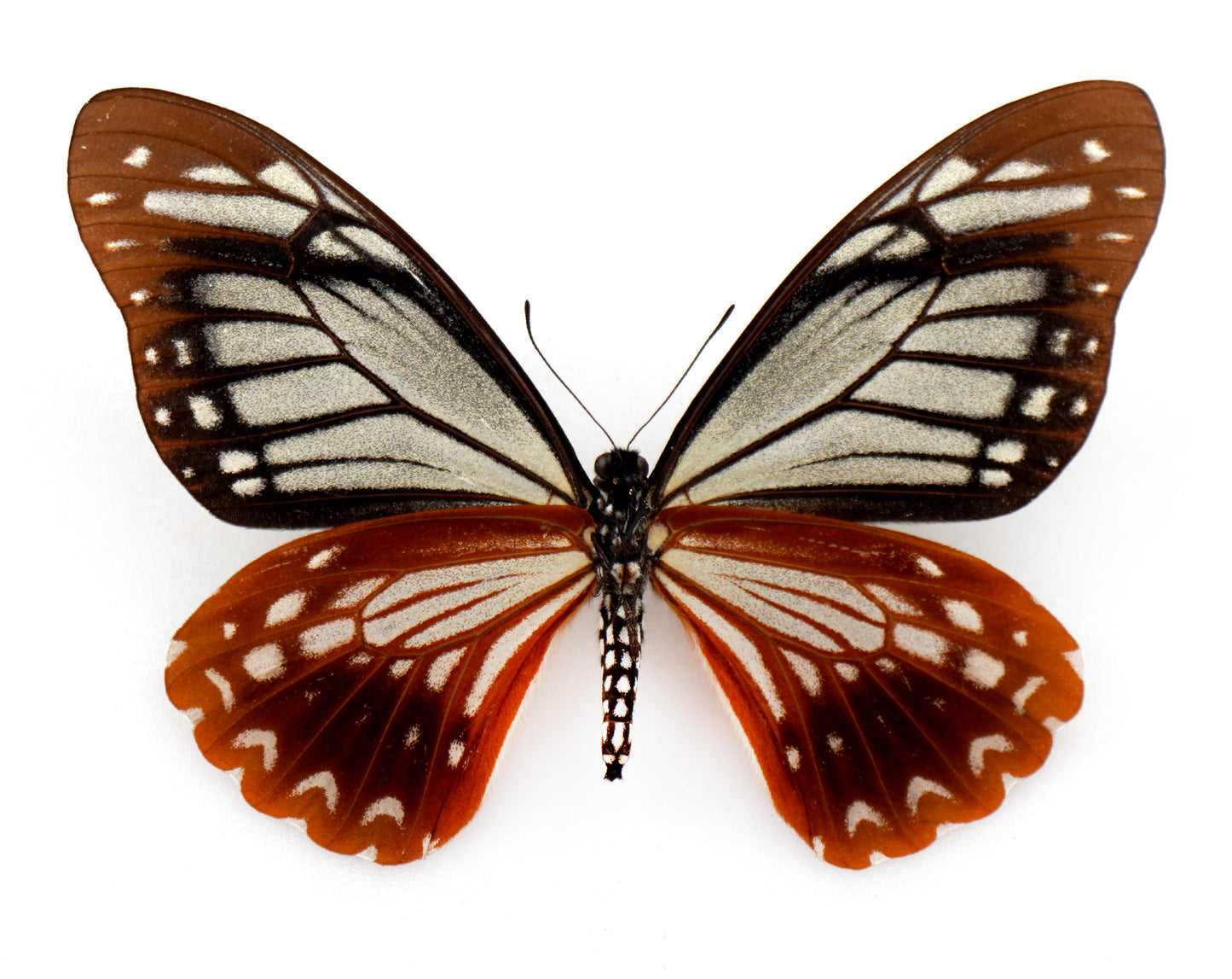 Chilasa agestor agestor ♀ (Malaysia) Superb