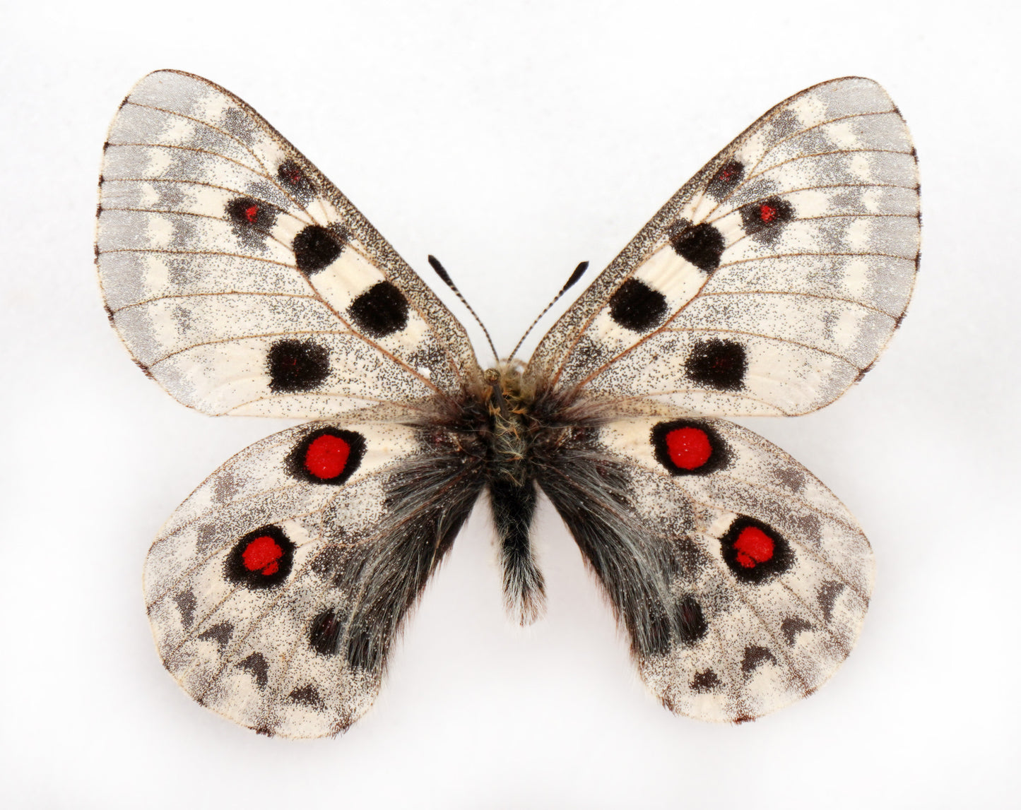 Parnassius tianschanicus alexander ♂ (Kirgisistan)