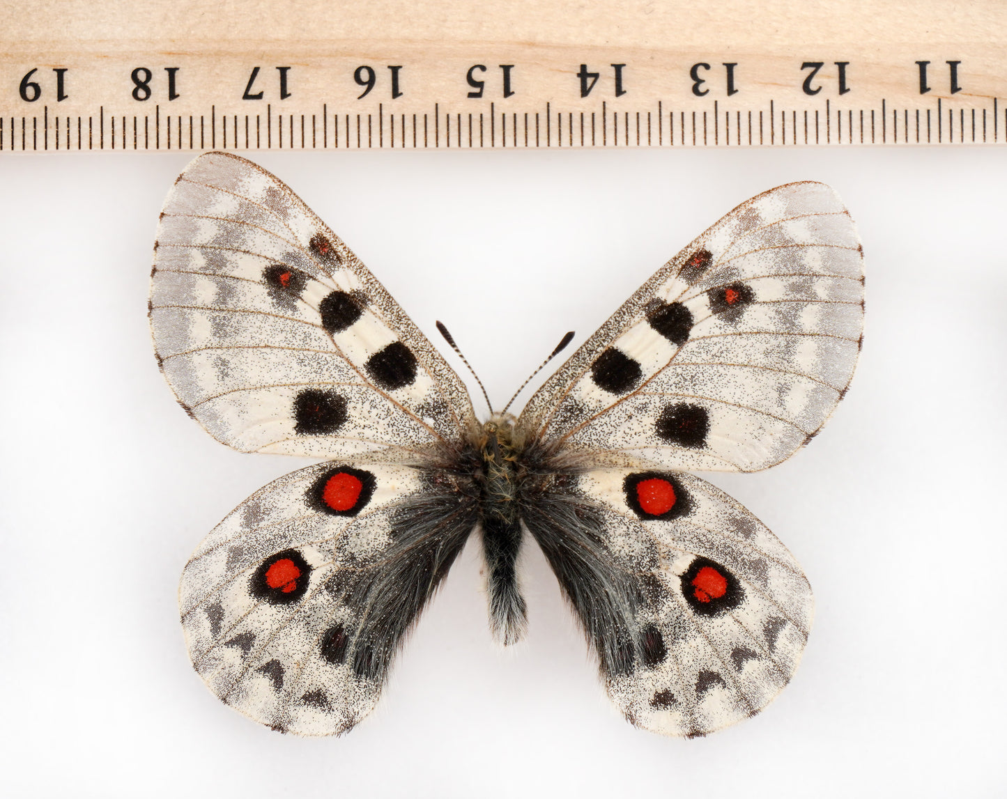 Parnassius tianschanicus alexander ♂ (Kirgisistan)