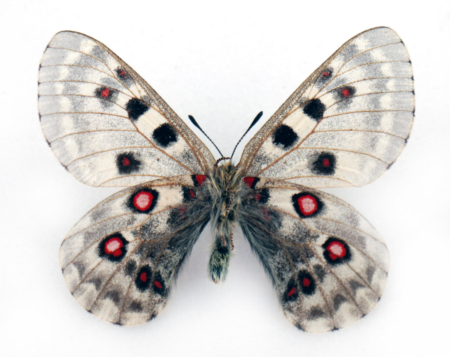 Parnassius tianschanicus alexander ♂ (Kirgisistan)