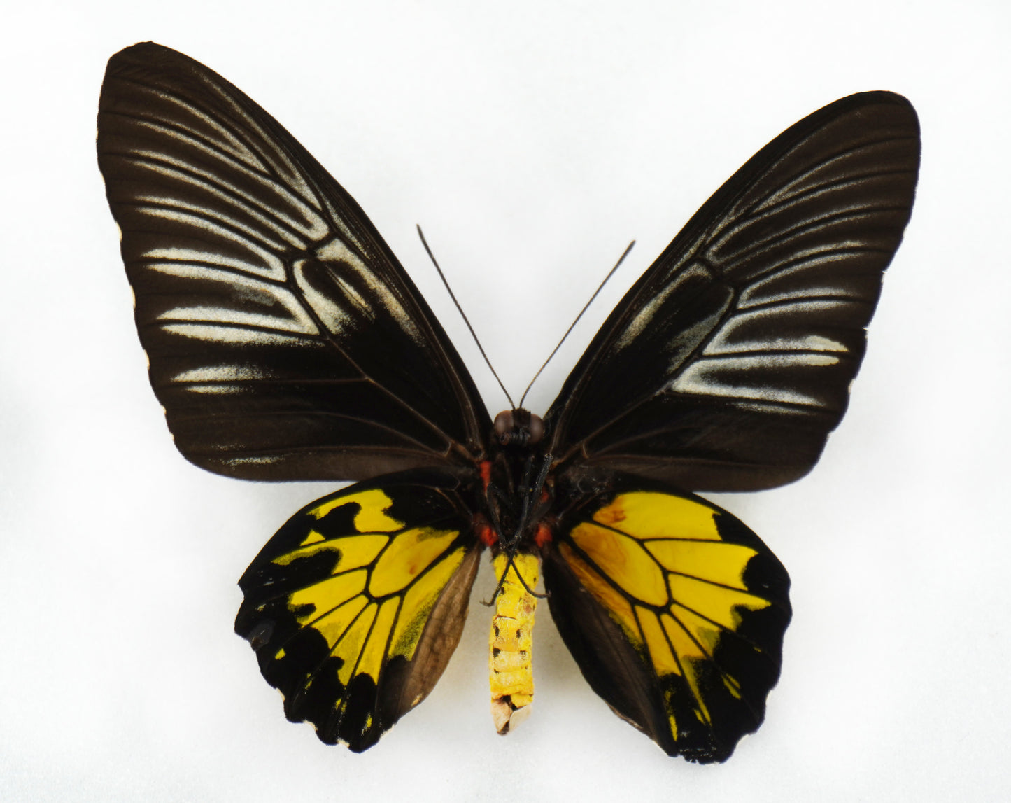 Troides rhadamantus GYNANDROMORPH ♂♀ (Philippines)