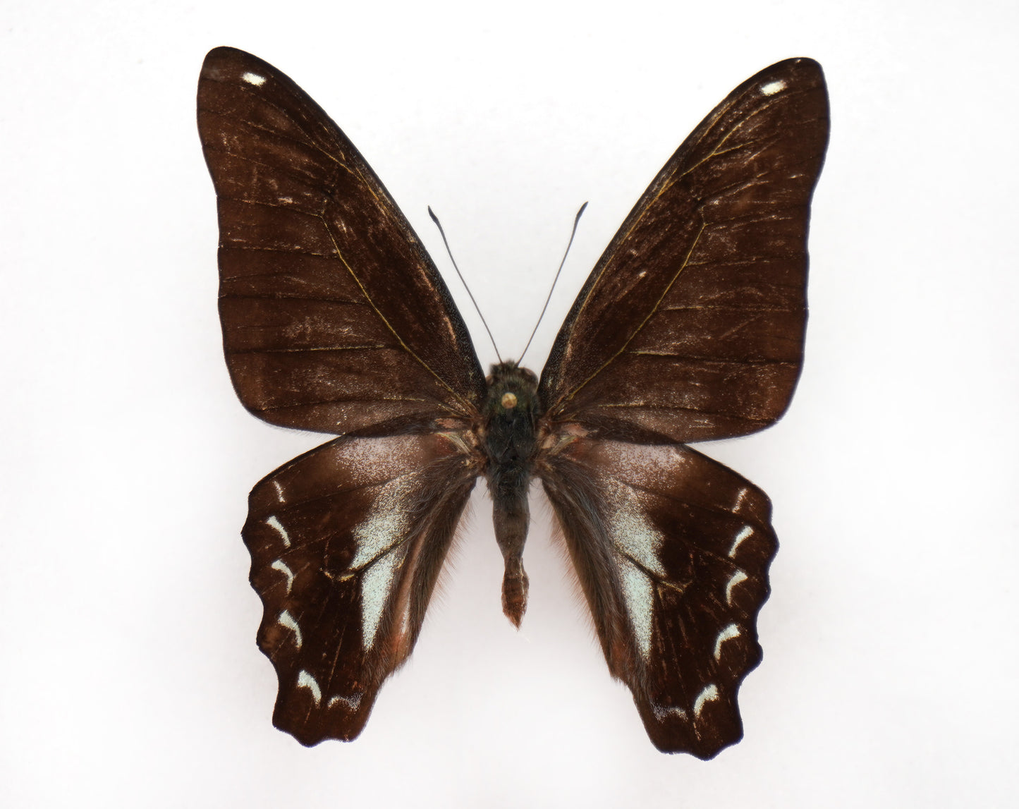 Graphium sarpedon ♂ ABERRATION (Malaysia)