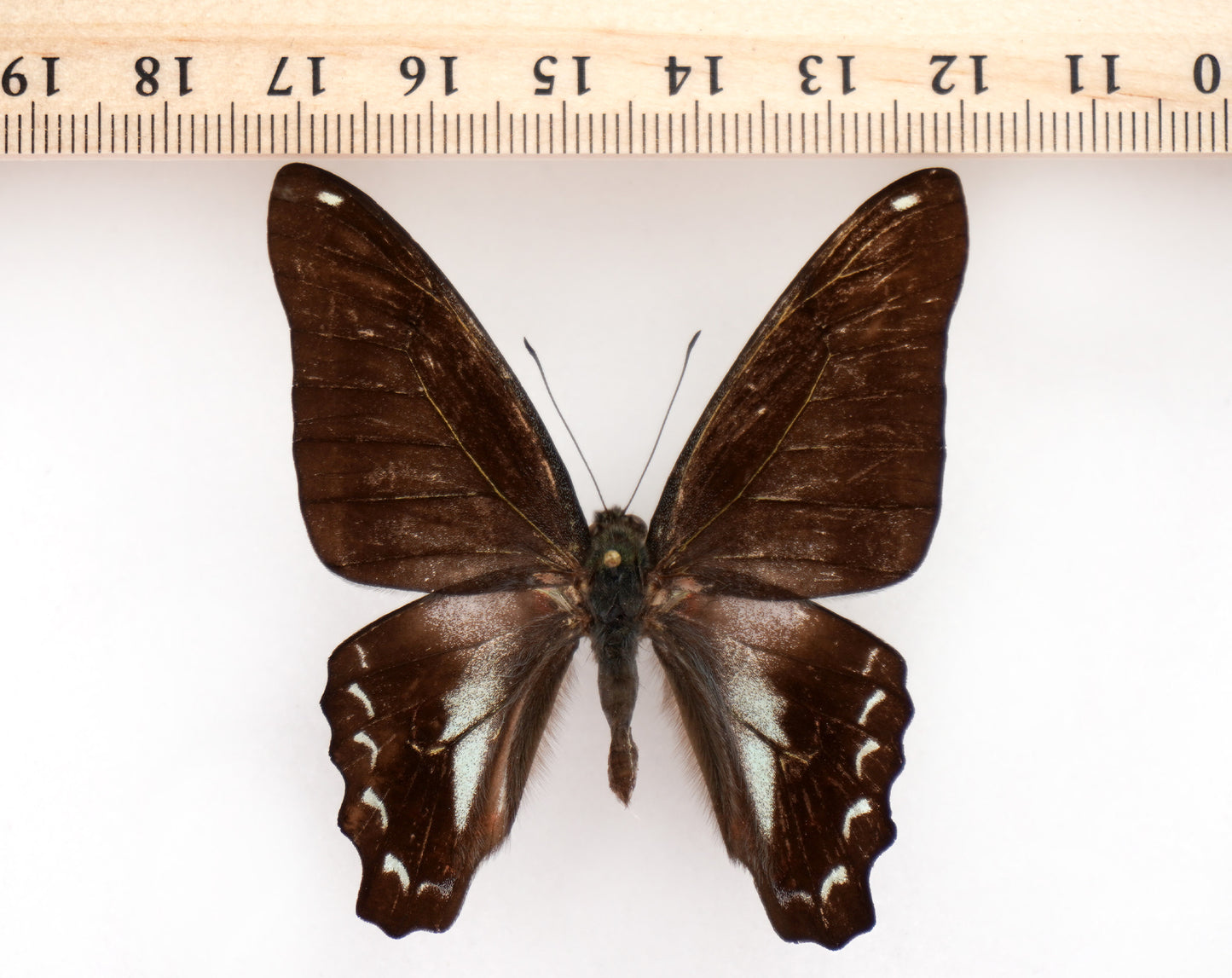 Graphium sarpedon ♂ ABERRATION (Malaysia)