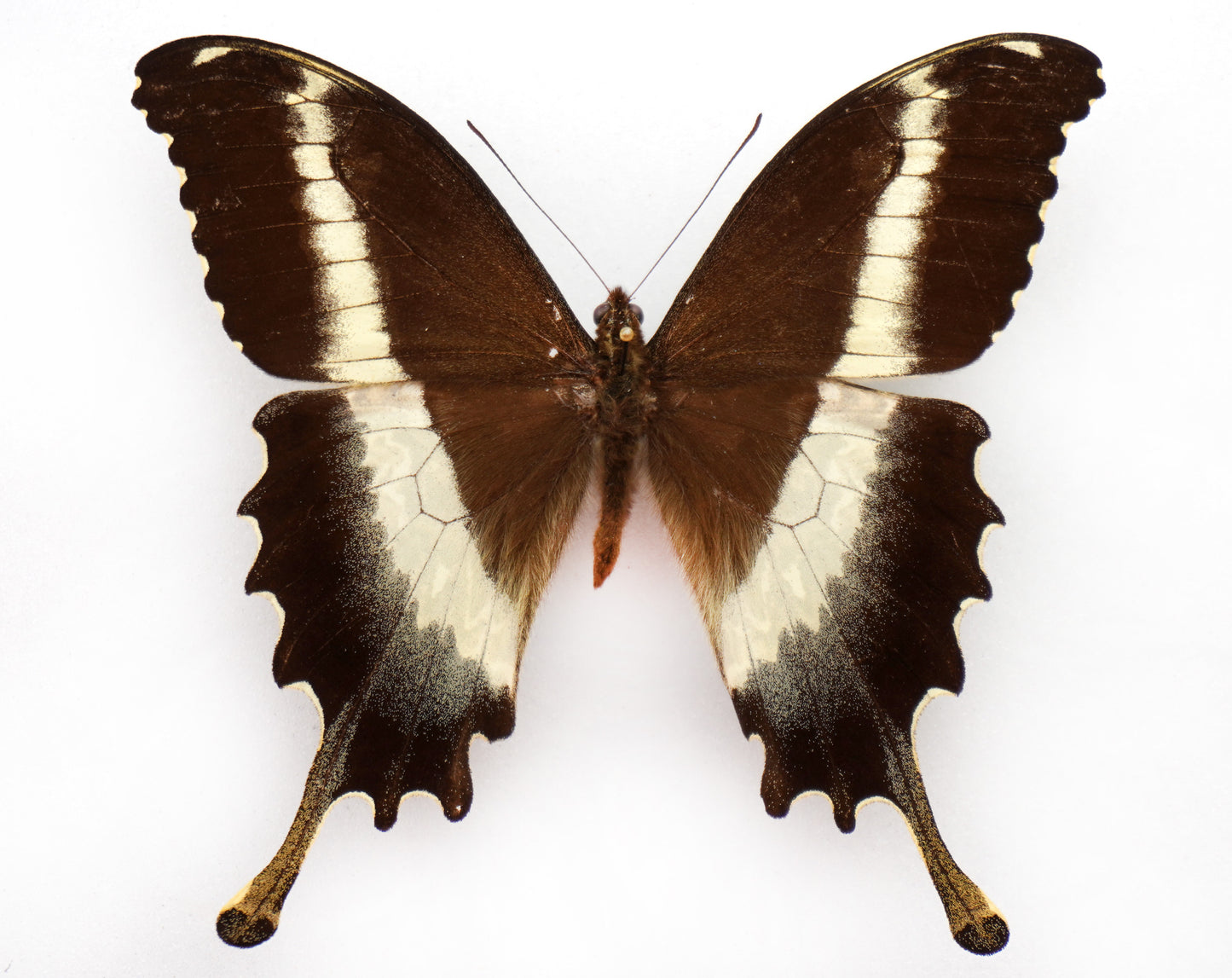 Papilio leucotaenia ♂ (Uganda)