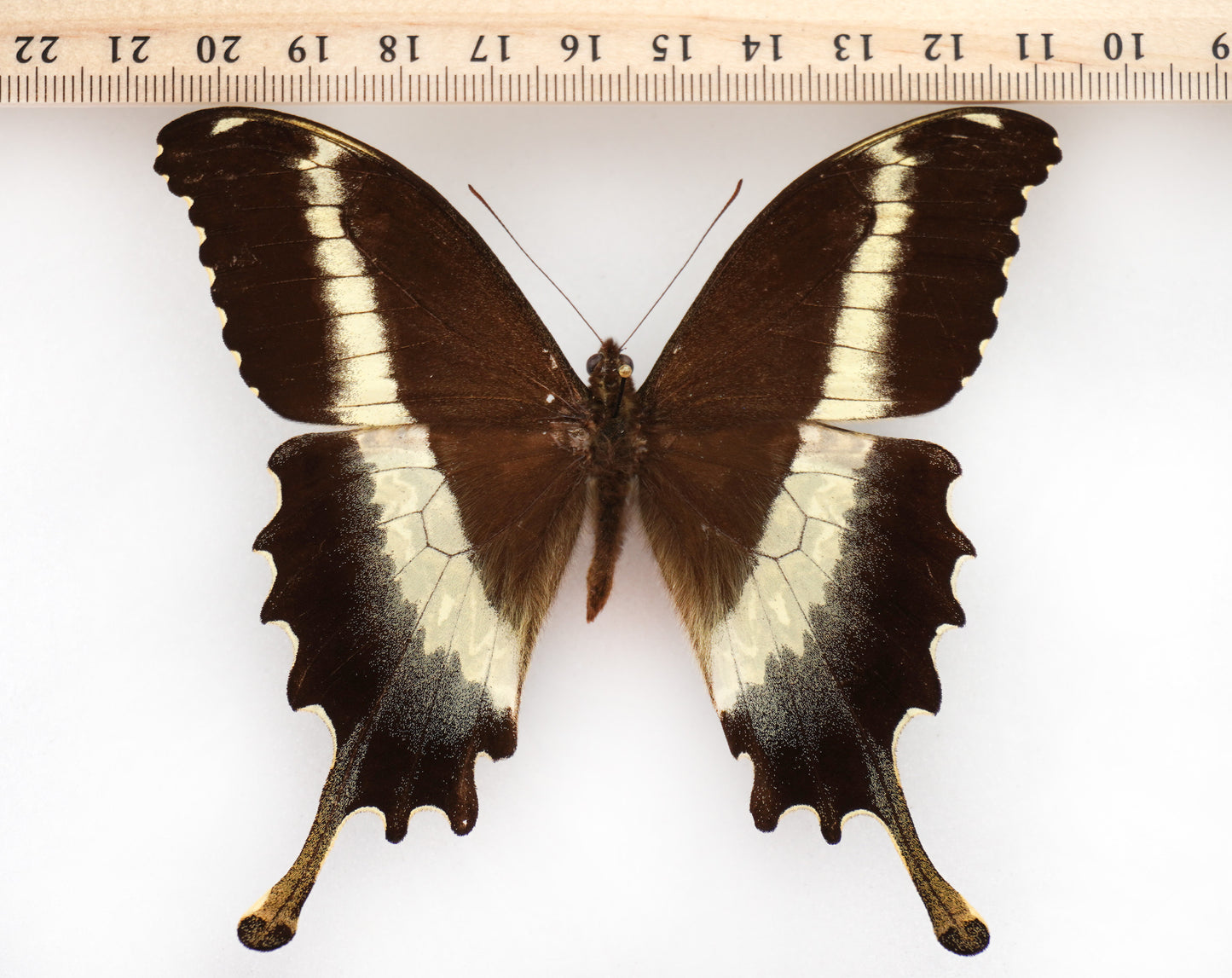 Papilio leucotaenia ♂ (Uganda)