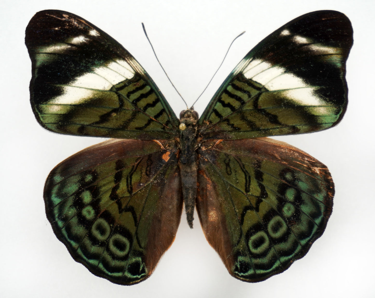 Panacea procilla procilla ♀ (Colombia)
