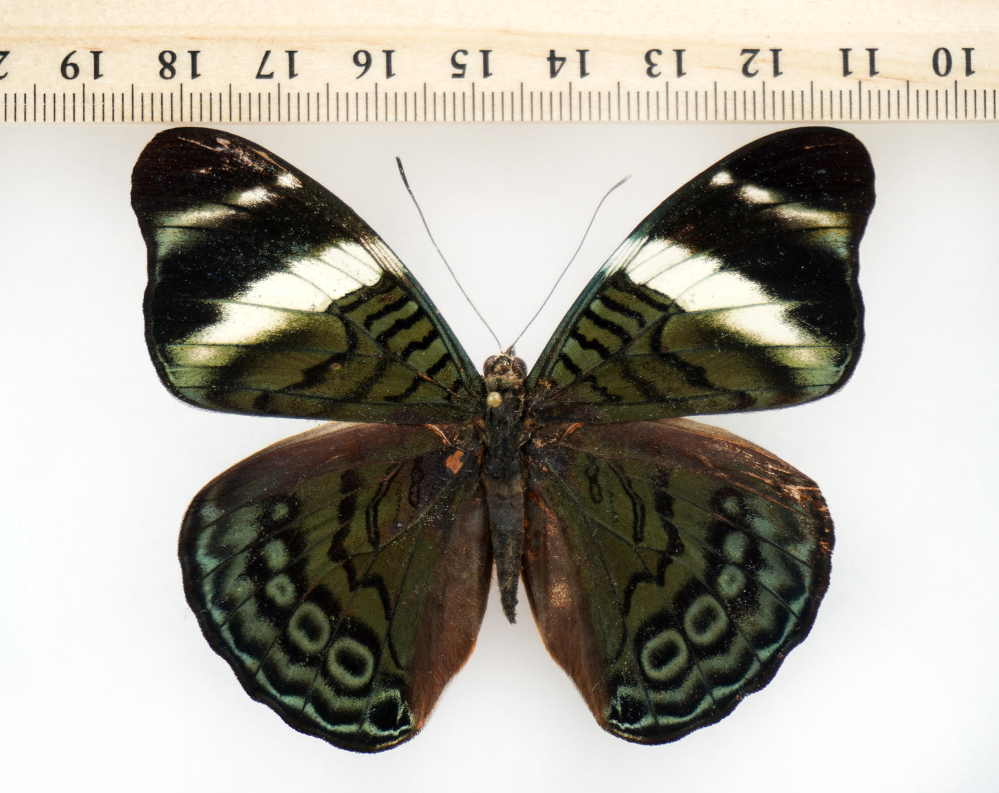Panacea procilla procilla ♀ (Colombia)
