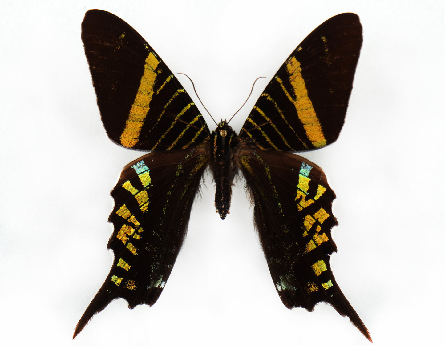 Urania leilus♀ (Colombia)