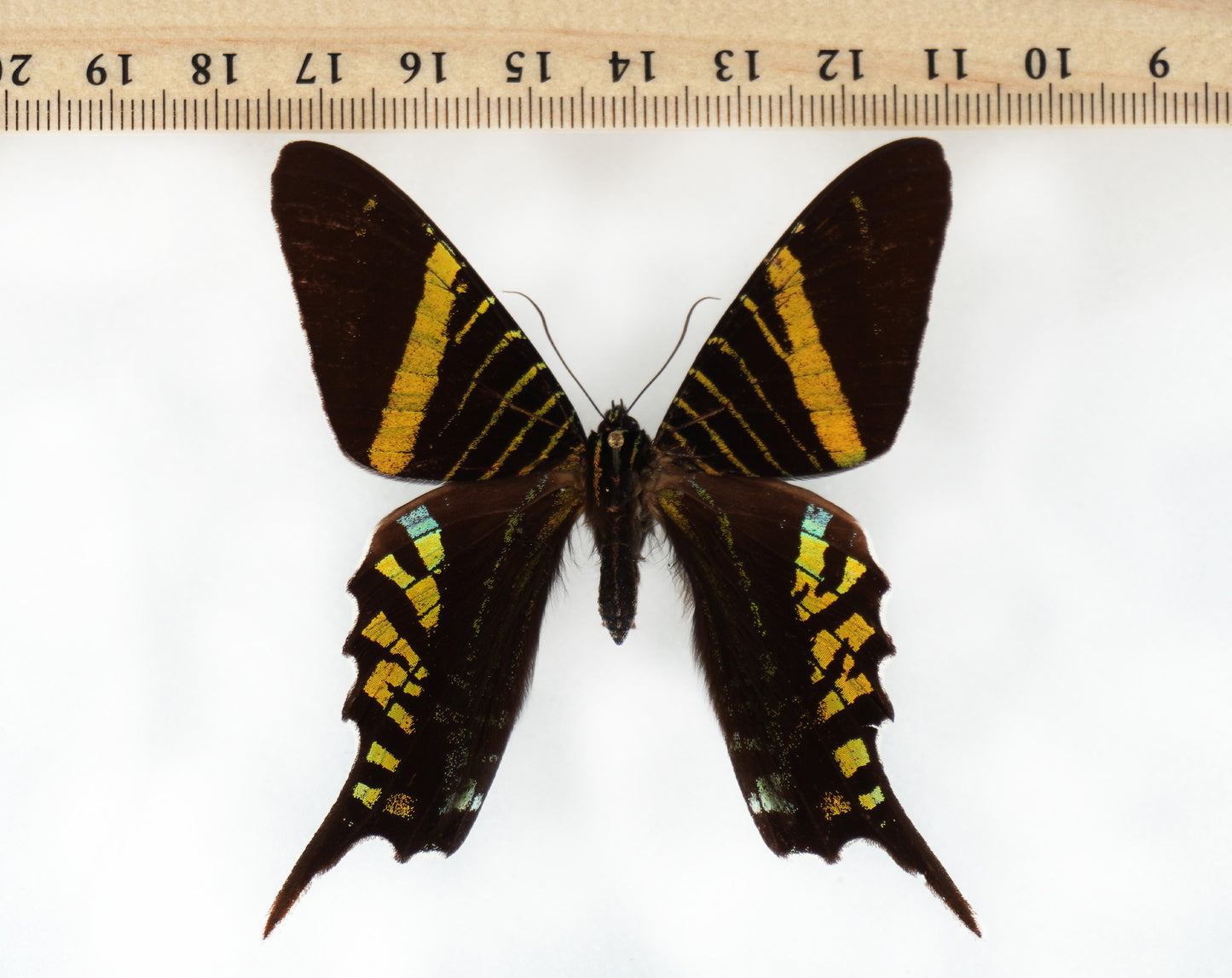 Urania leilus♀ (Colombia)