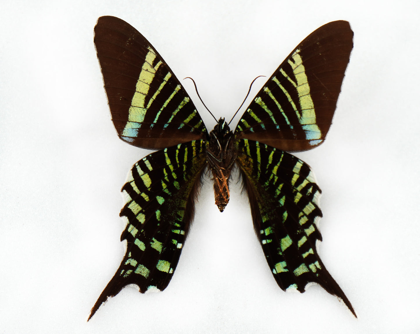 Urania leilus♀ (Colombia)