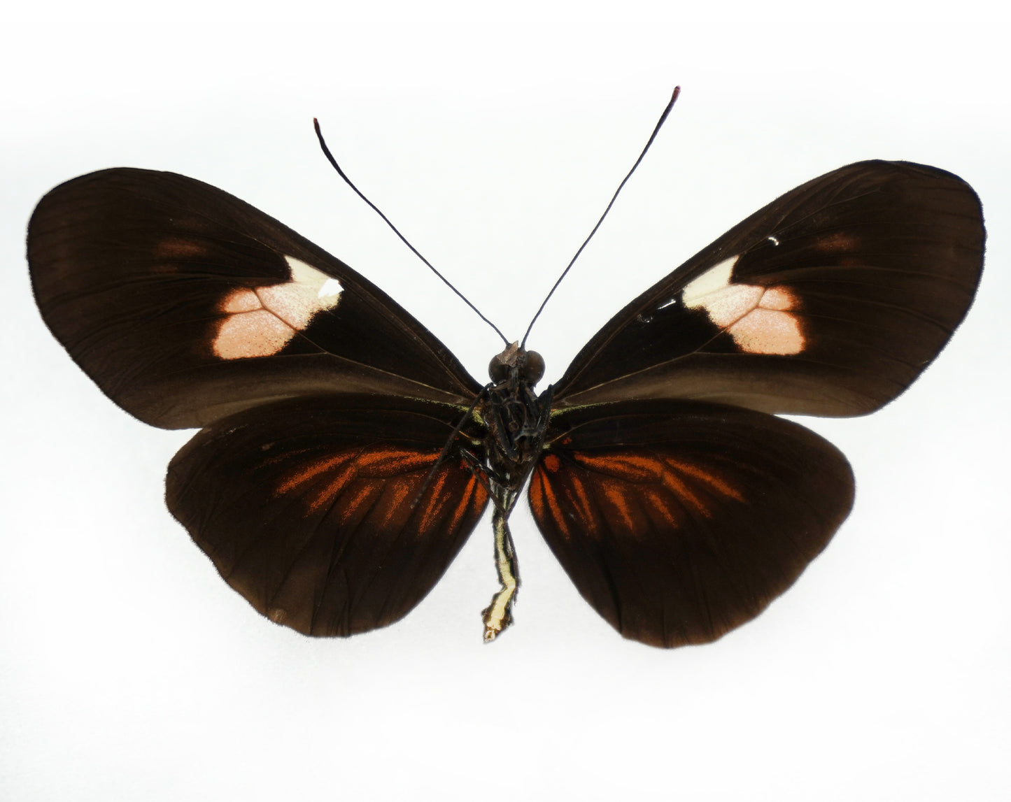 Heliconius erato hybrid (Ecuador)