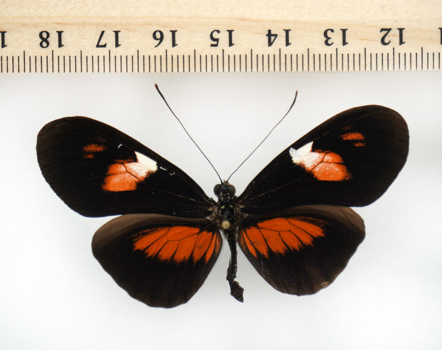 Heliconius erato hybrid (Ecuador)