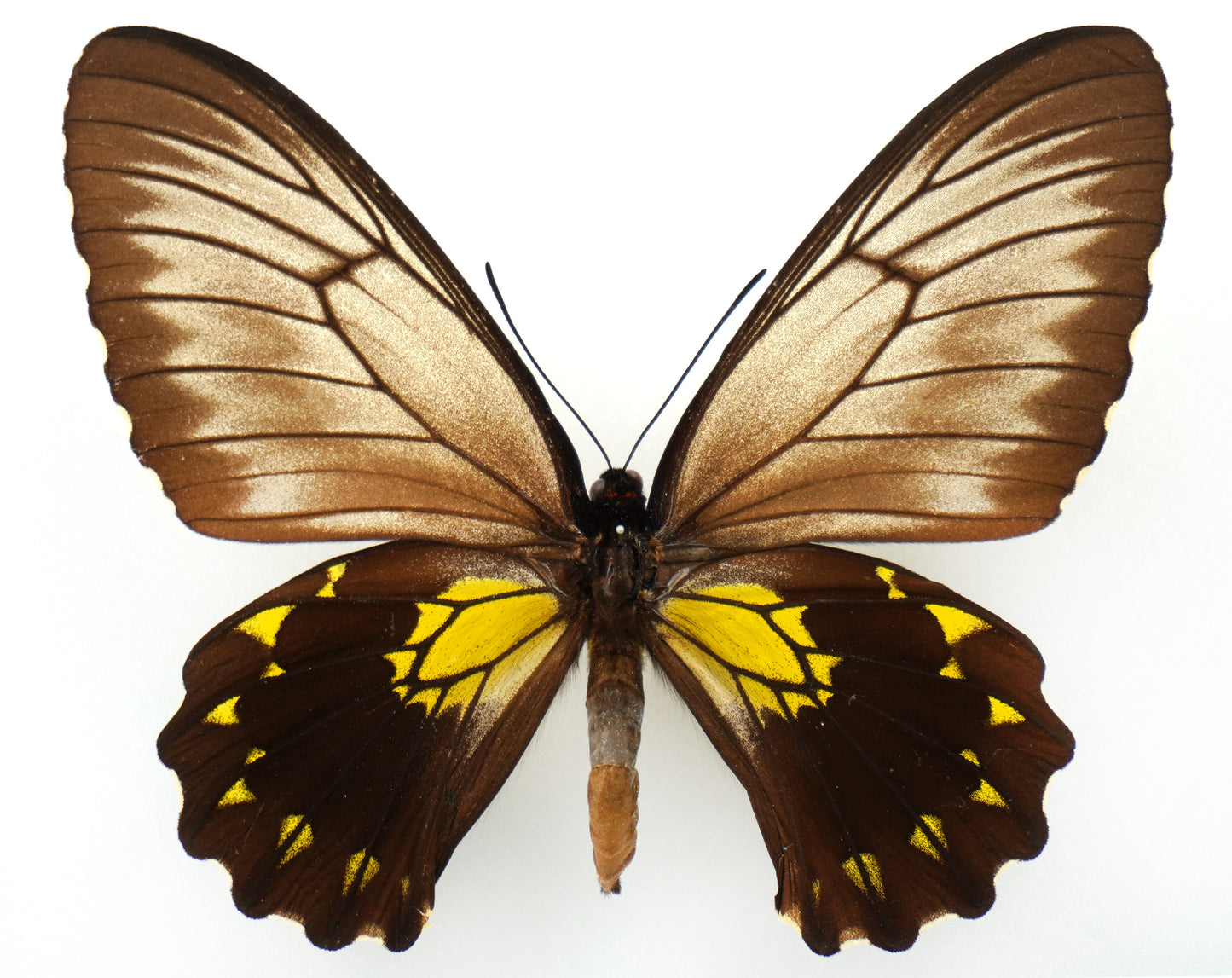 Troides andromache marapokensis ♀ (Mt. Marapok)