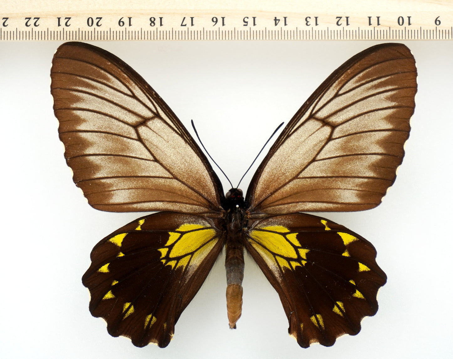 Troides andromache marapokensis ♀ (Mt. Marapok)