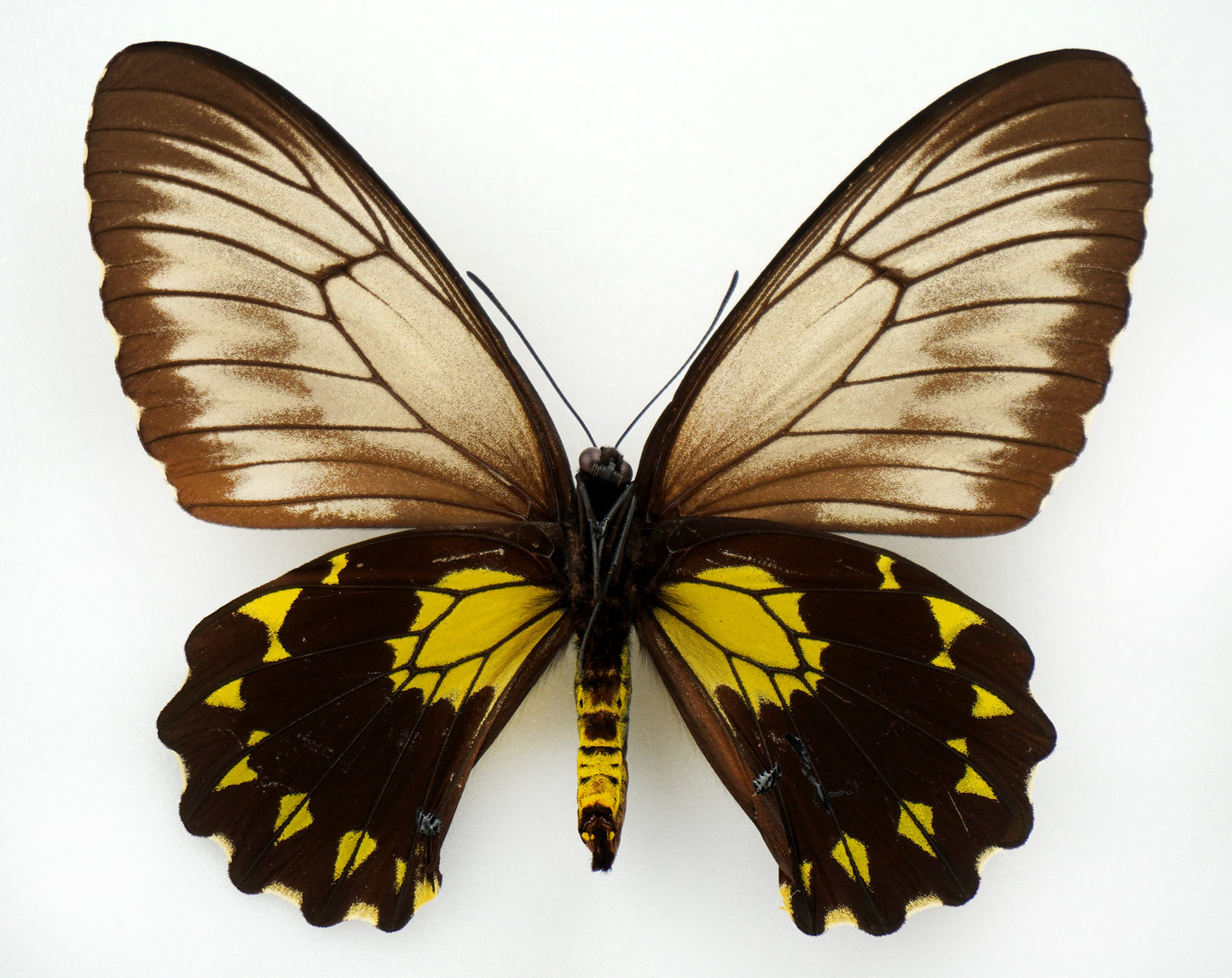 Troides andromache marapokensis ♀ (Mt. Marapok)